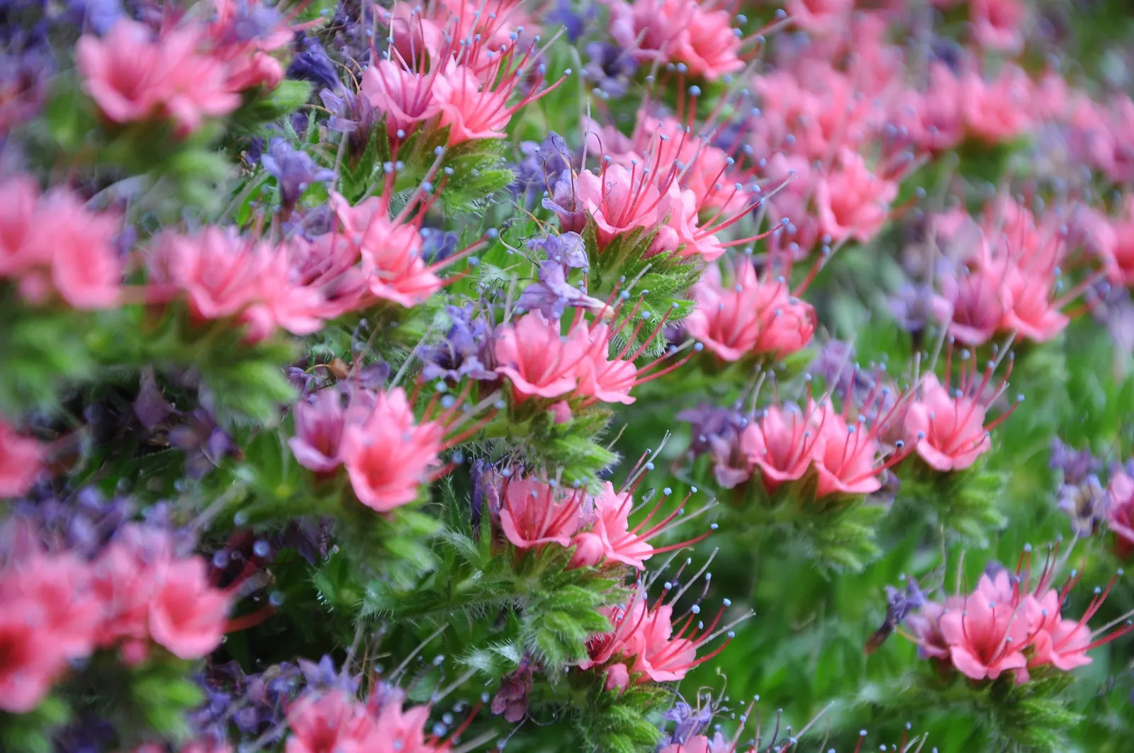 Tower Of Jewels (Echium Wildpretii) — each measuring approximately 12 to 16 inches in length; pink and red flowers in the garden