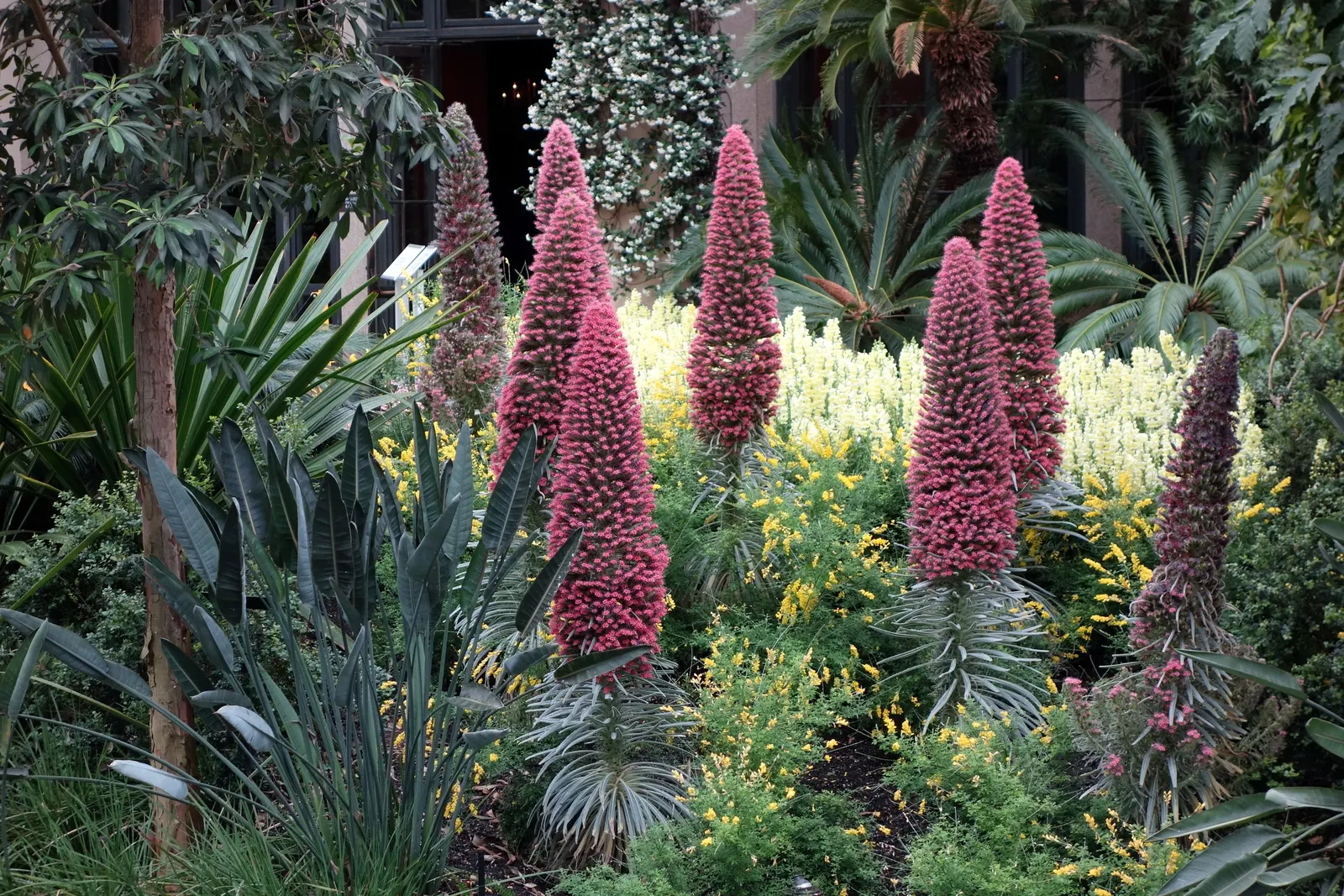 Tower Of Jewels (Echium Wildpretii) — These leaves are covered in a fine layer of down, which contributes to their distinctive silver sheen; its dramatic bloom