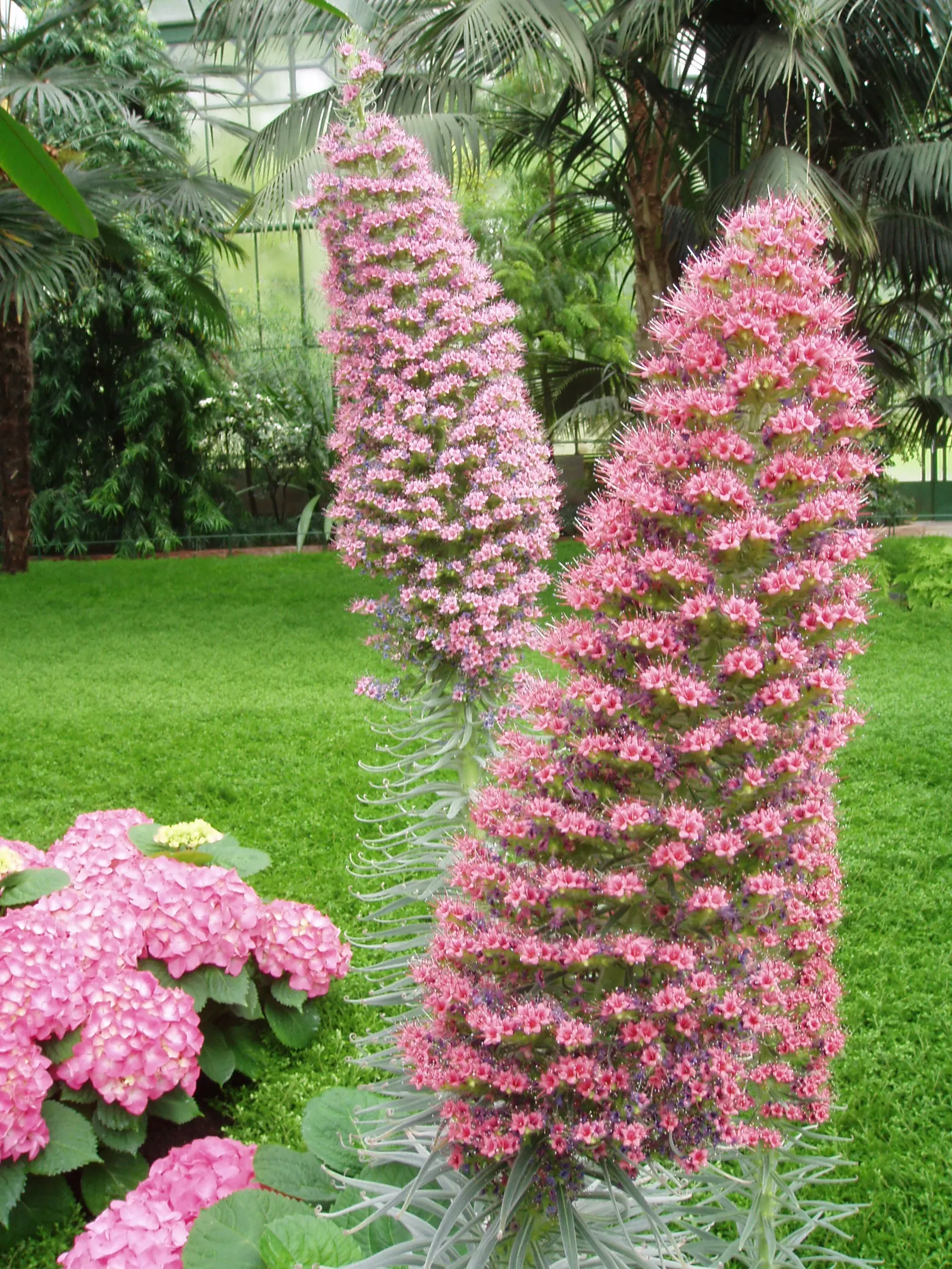 Tower Of Jewels (Echium Wildpretii) — perennial for full; making it a favored choice for both its ornamental appeal and ease of care
