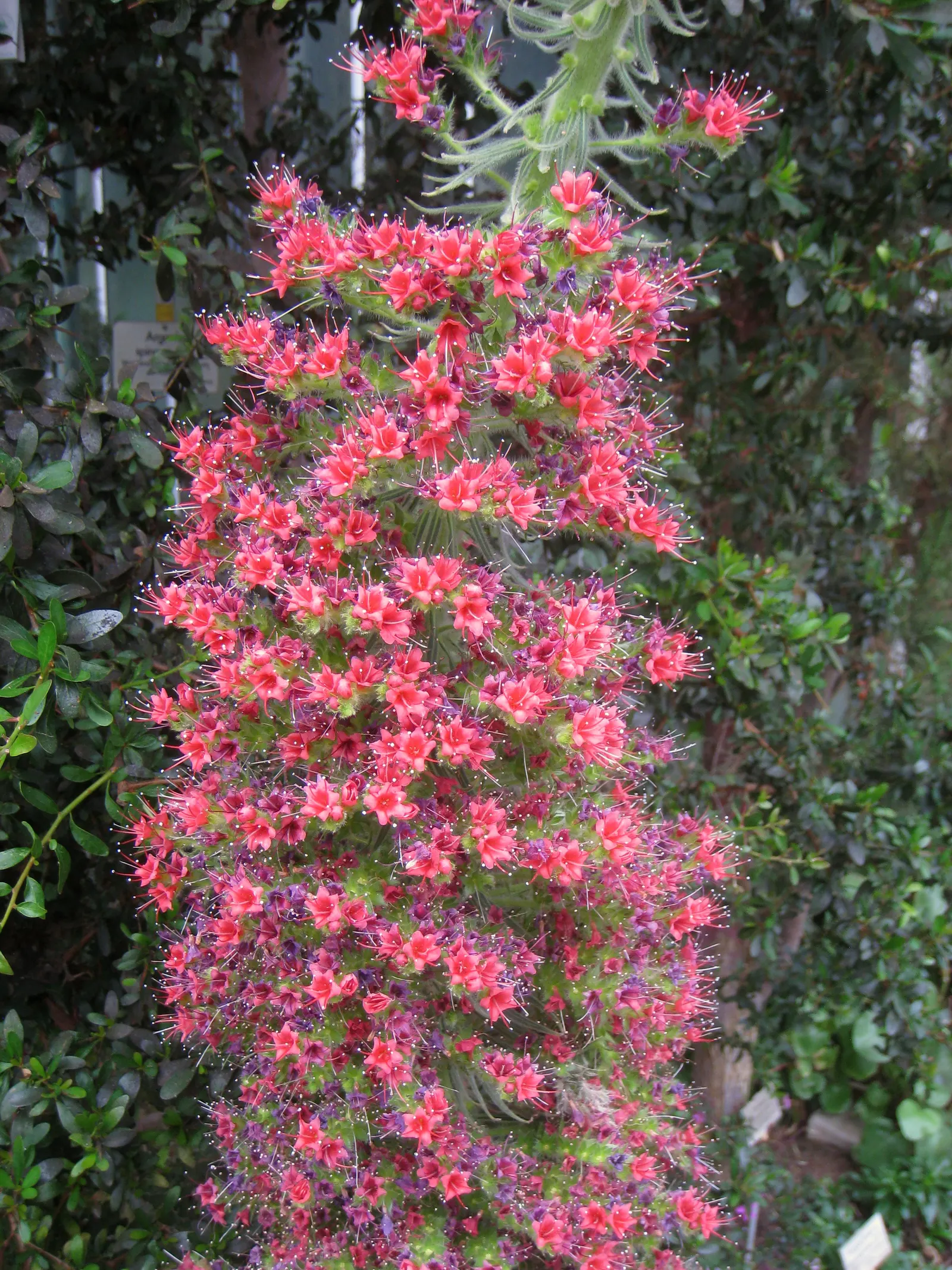 Tower Of Jewels (Echium Wildpretii) — the captivating Tower of Jewels