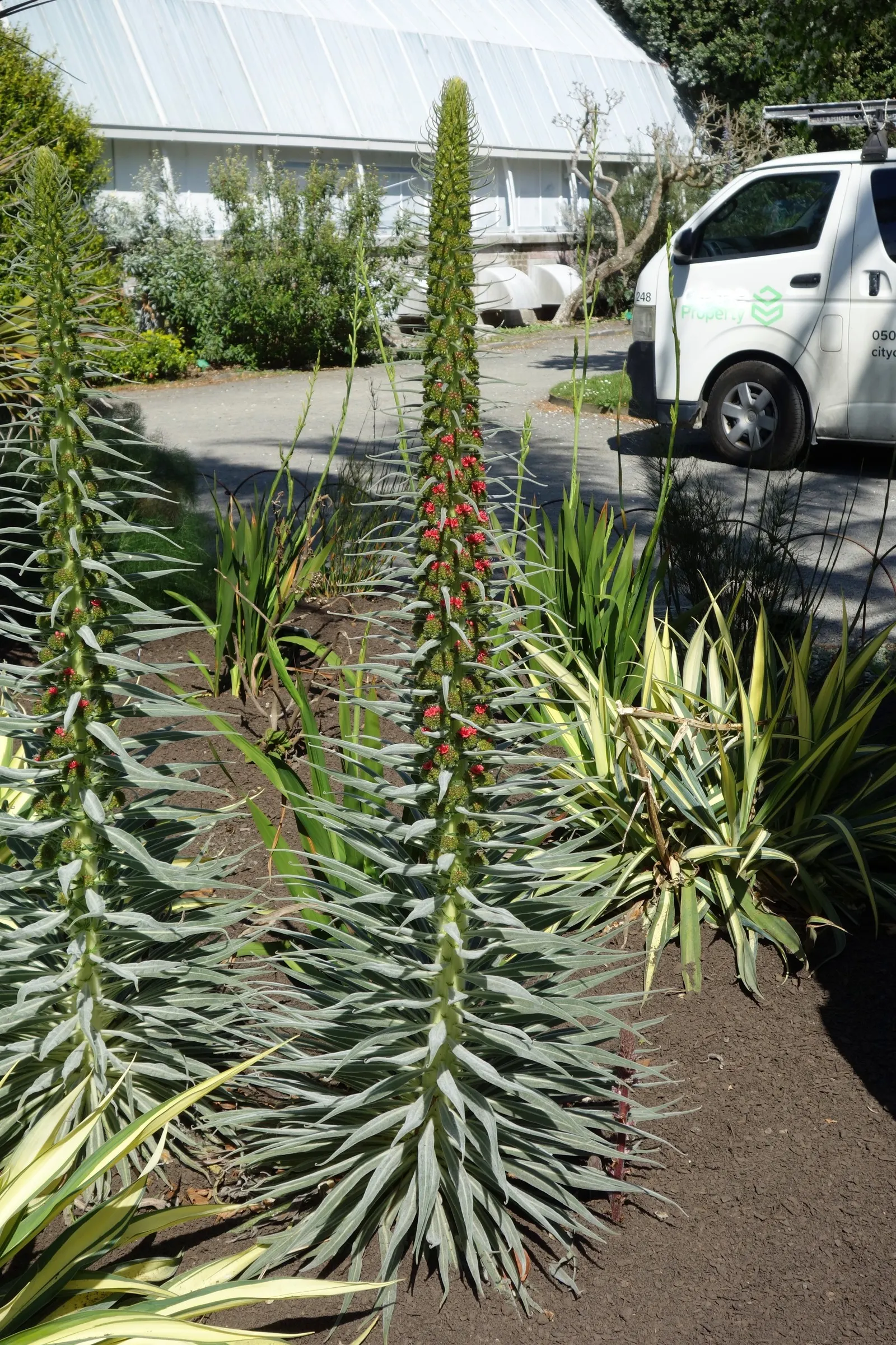 Tower Of Jewels (Echium Wildpretii) — Native to the Canary Islands; perennial for full, image 53