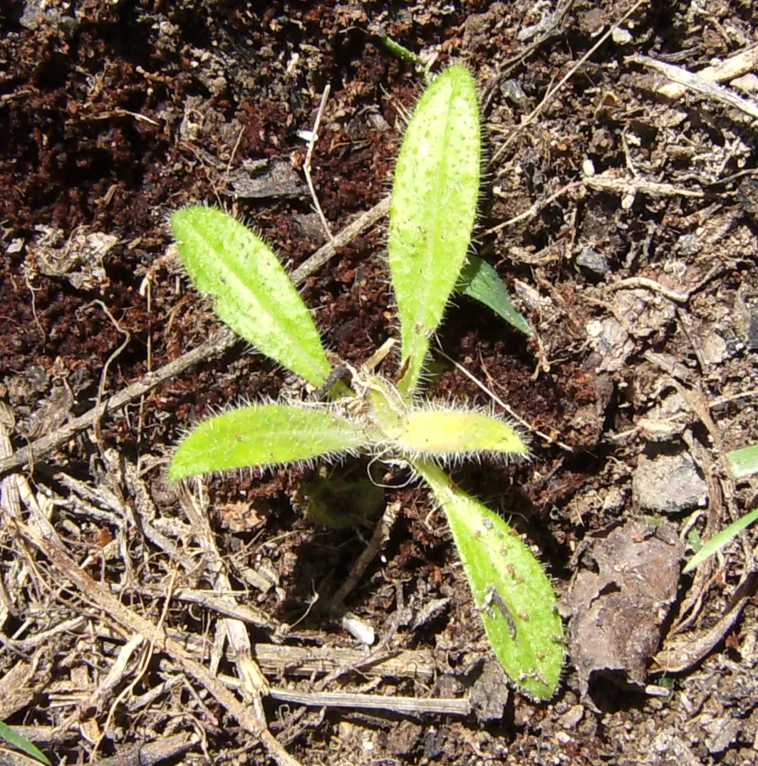 Tower Of Jewels (Echium Wildpretii) — Its dramatic bloom spike offers a spectacular focal point, with minimal water once established; echium, image 51