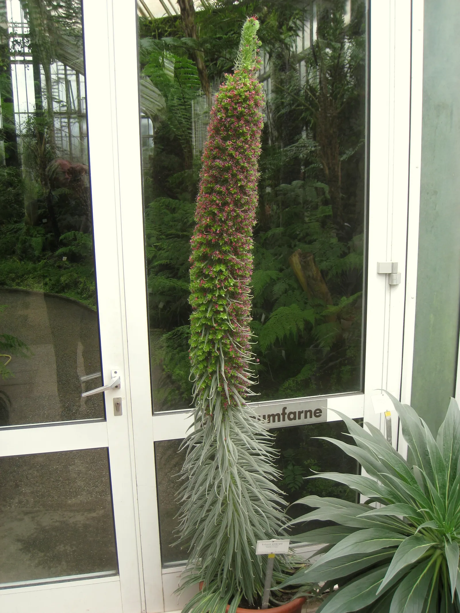 Tower Of Jewels (Echium Wildpretii) — the captivating Tower of Jewels; hardy in USDA zones 9-11, it thrives in well-drained soils and full sun, image 47