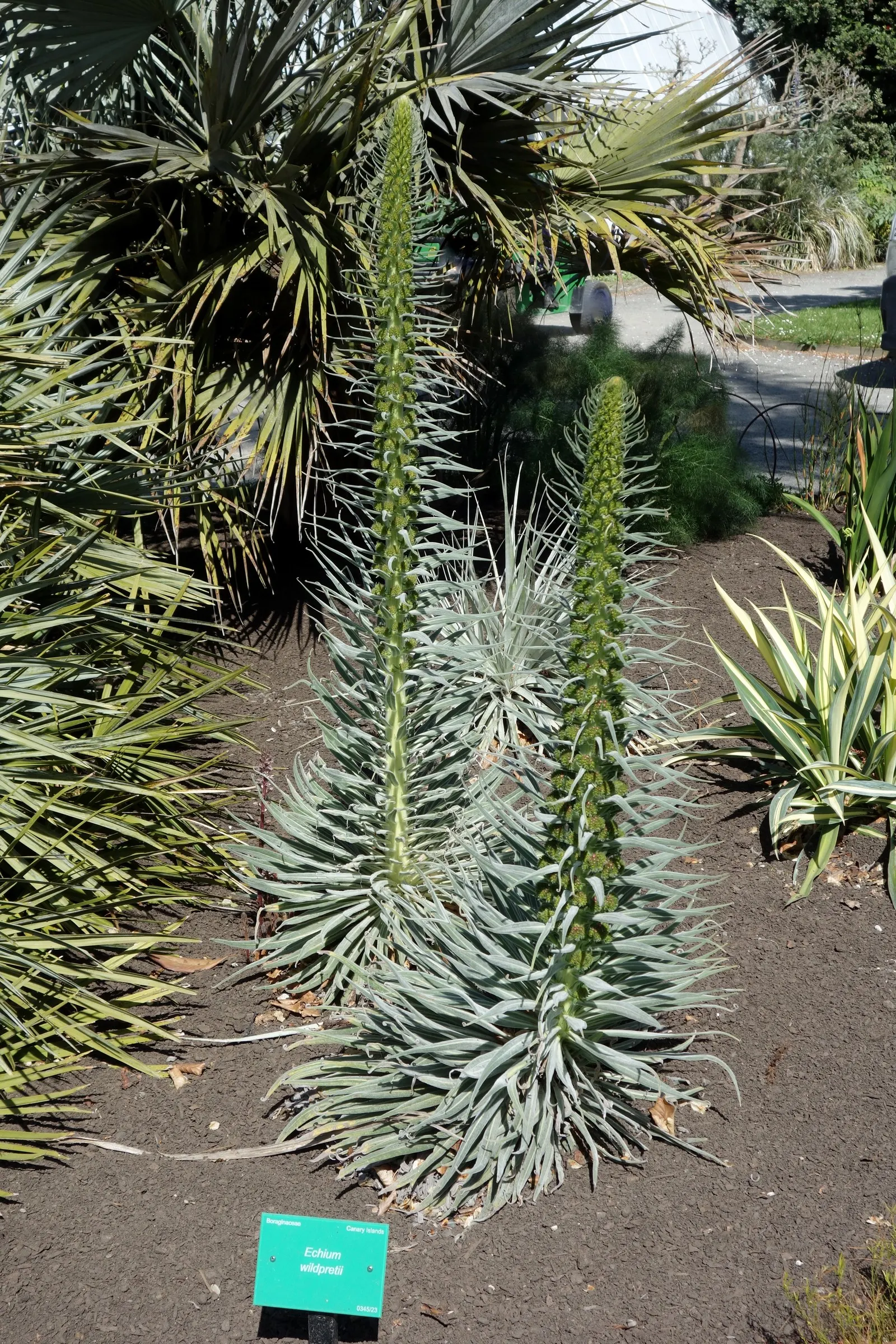 Tower Of Jewels (Echium Wildpretii) — stars in drought-tolerant landscapes with its colossal spire; these leaves are covered in a fine layer of, image 48