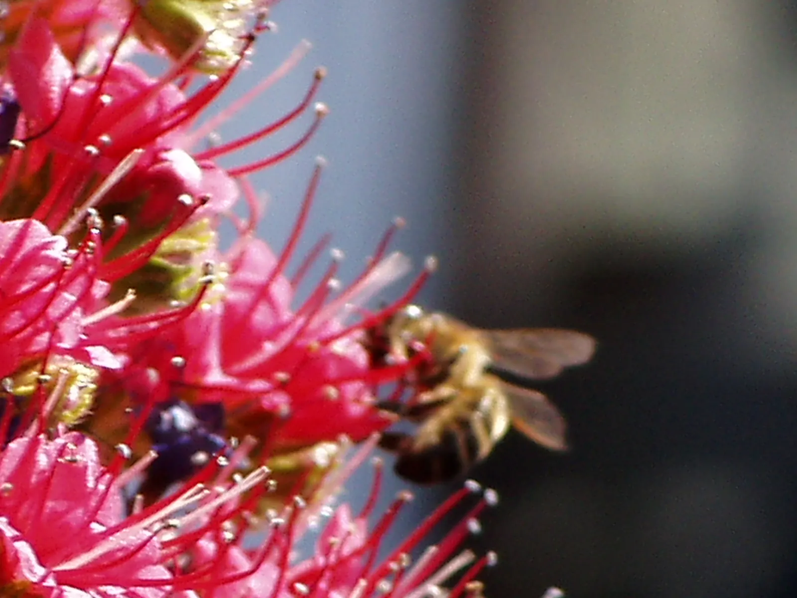 Tower Of Jewels (Echium Wildpretii) — perennial with pink and red blooms; towering spike of densely packed