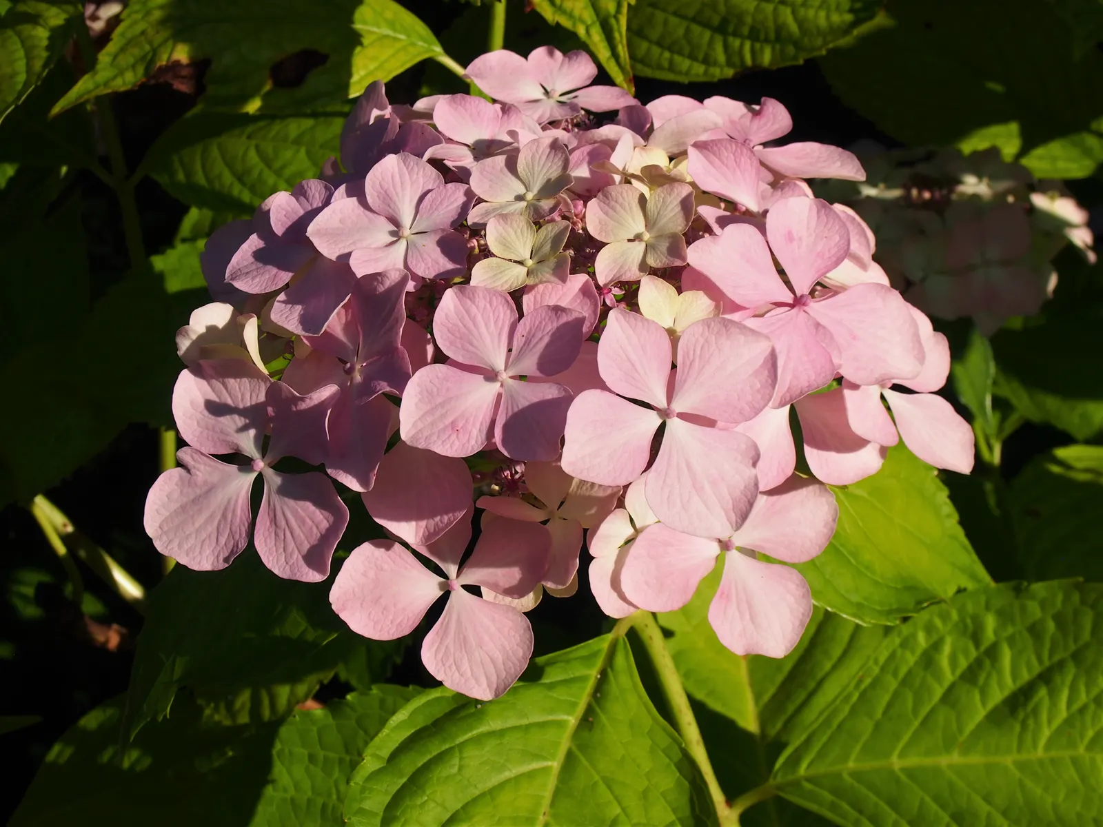 Lacecap Hydrangea (Hydrangea Macrophylla 'Lacecap') — fertile flowers surrounded by larger; these shrubs reach up to 6 feet in height and width and, image 42