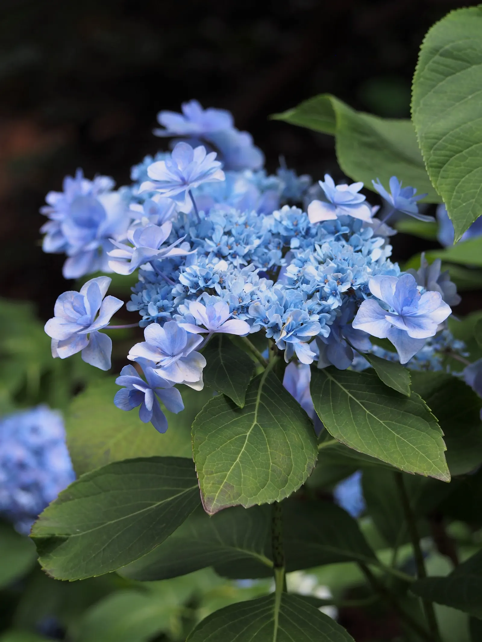 Lacecap Hydrangea (Hydrangea Macrophylla 'Lacecap') — Lacecap hydrangeas are hardy in USDA zones 6 to 9 and require minimal pruning
