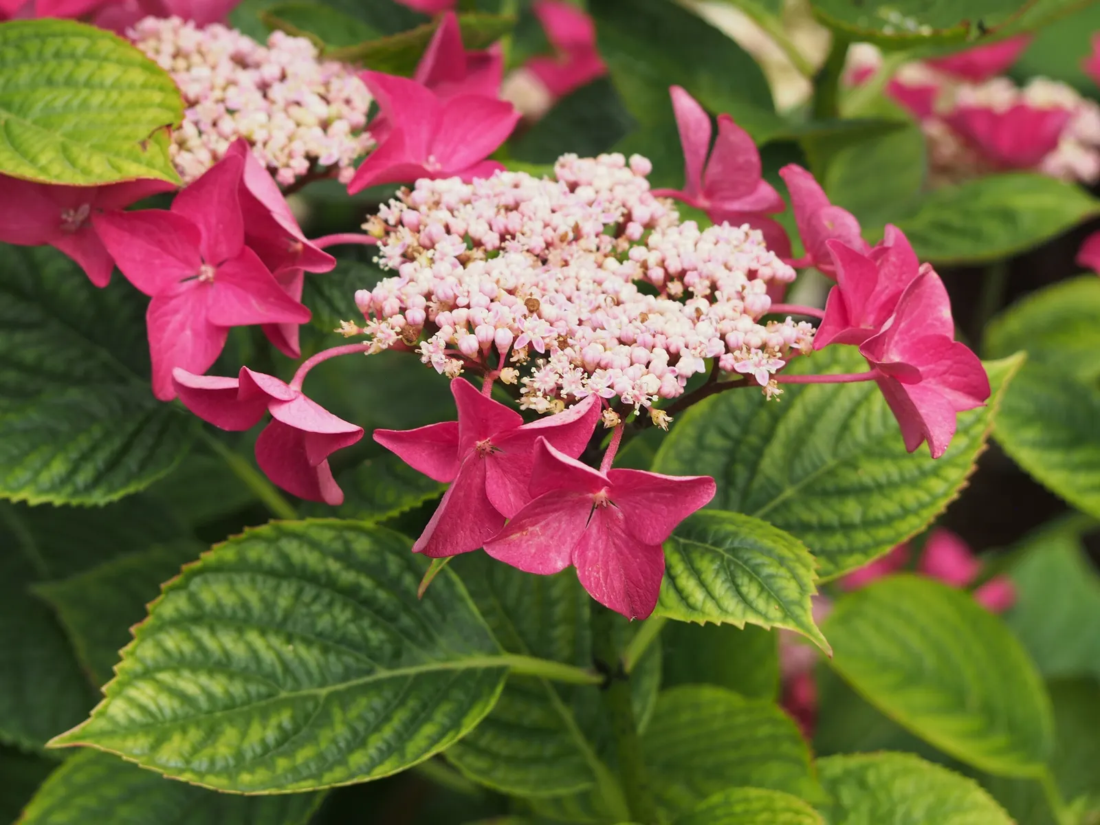 Lacecap Hydrangea (Hydrangea Macrophylla 'Lacecap') — shrub for half or shade
