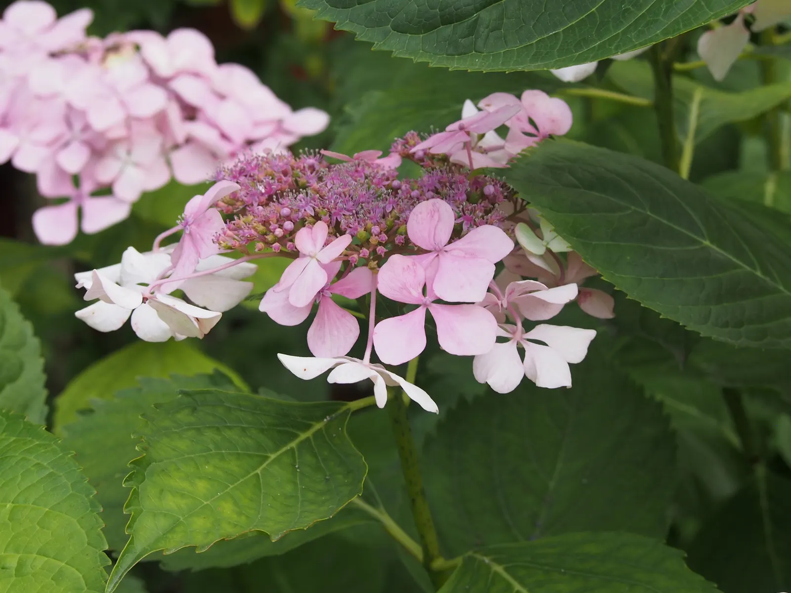Lacecap Hydrangea (Hydrangea Macrophylla 'Lacecap') — delicate flower heads with a mix of tiny; shrub with blue and pink blooms, image 41