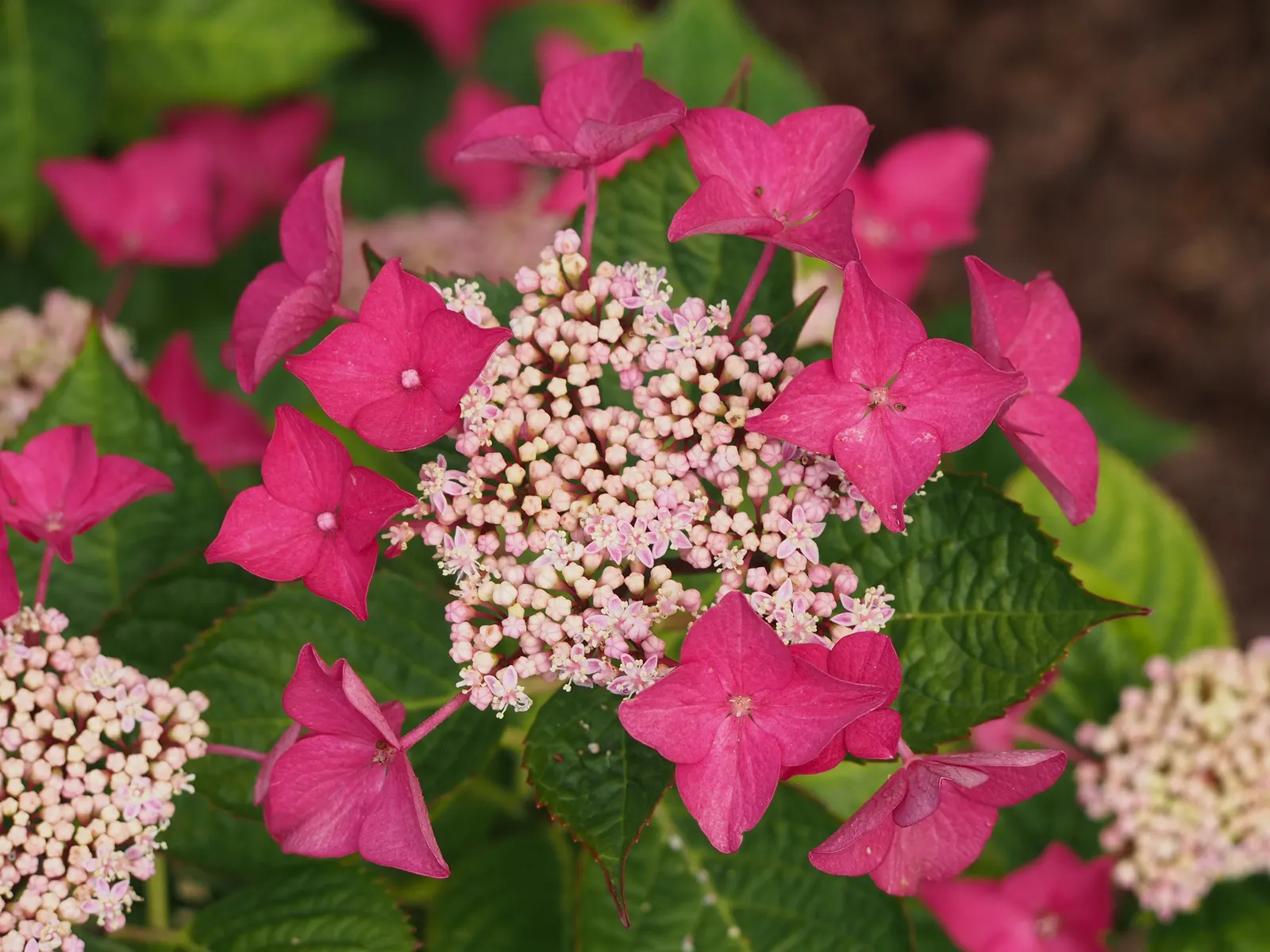 Lacecap Hydrangea (Hydrangea Macrophylla 'Lacecap') — moist soil with a pH that determines bloom color; which offer a softer and more subtle allure than the