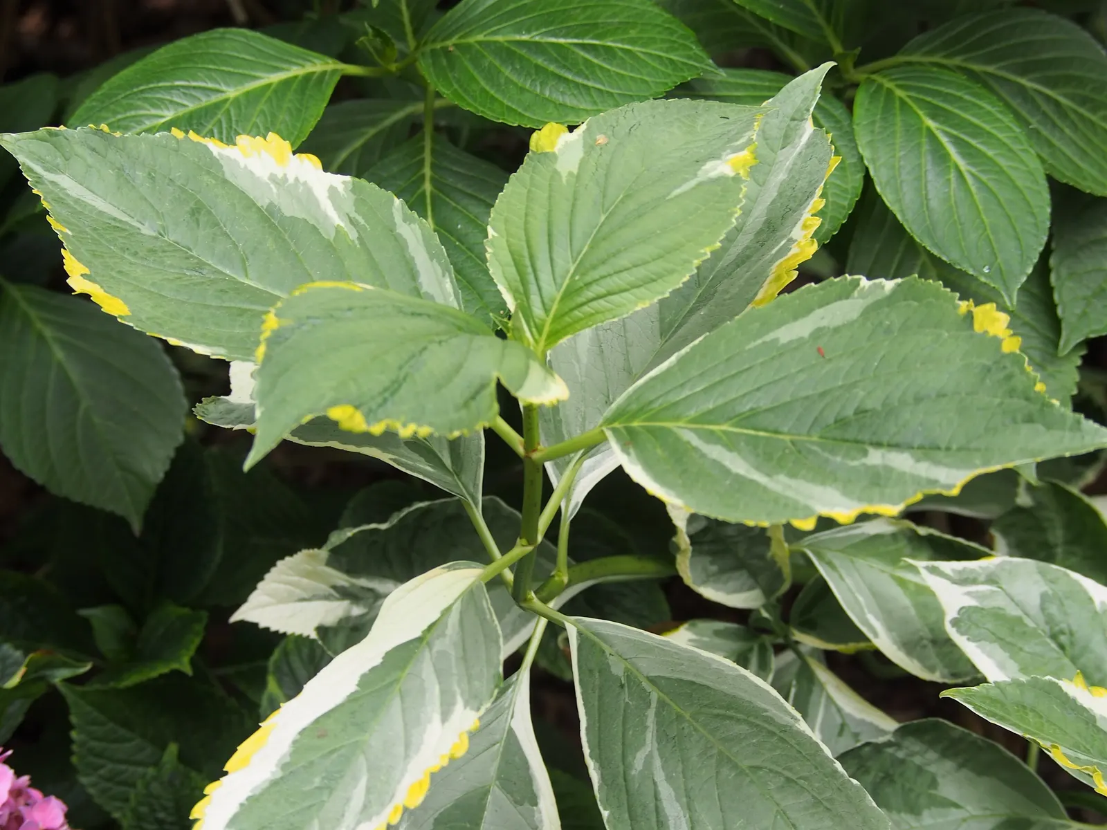 Lacecap Hydrangea (Hydrangea Macrophylla 'Lacecap') — which can feature attractive autumnal colors