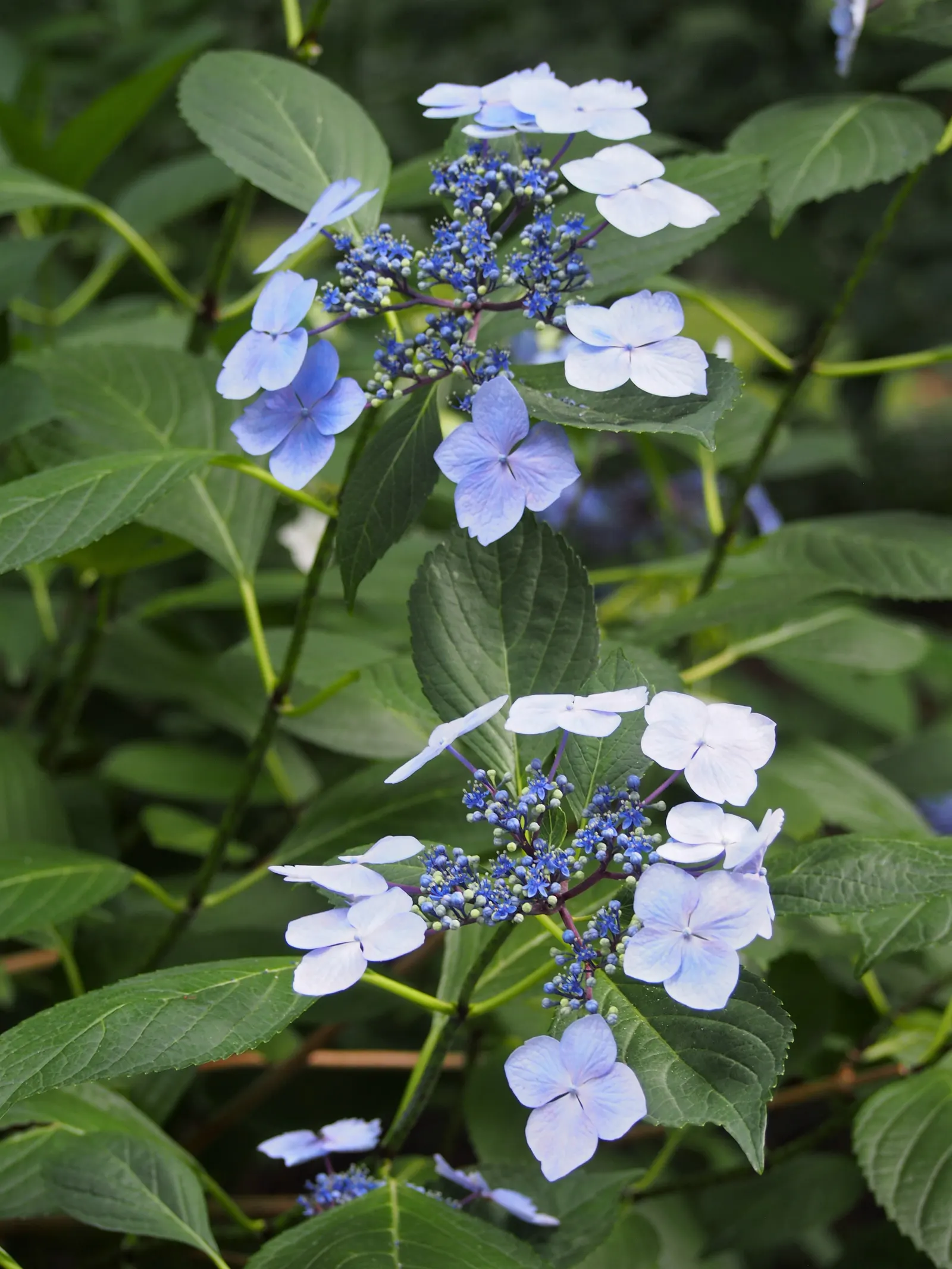 Lacecap Hydrangea (Hydrangea Macrophylla 'Lacecap') — Lacecap hydrangeas are hardy in USDA zones 6 to 9 and require minimal pruning; moist soil with a pH that