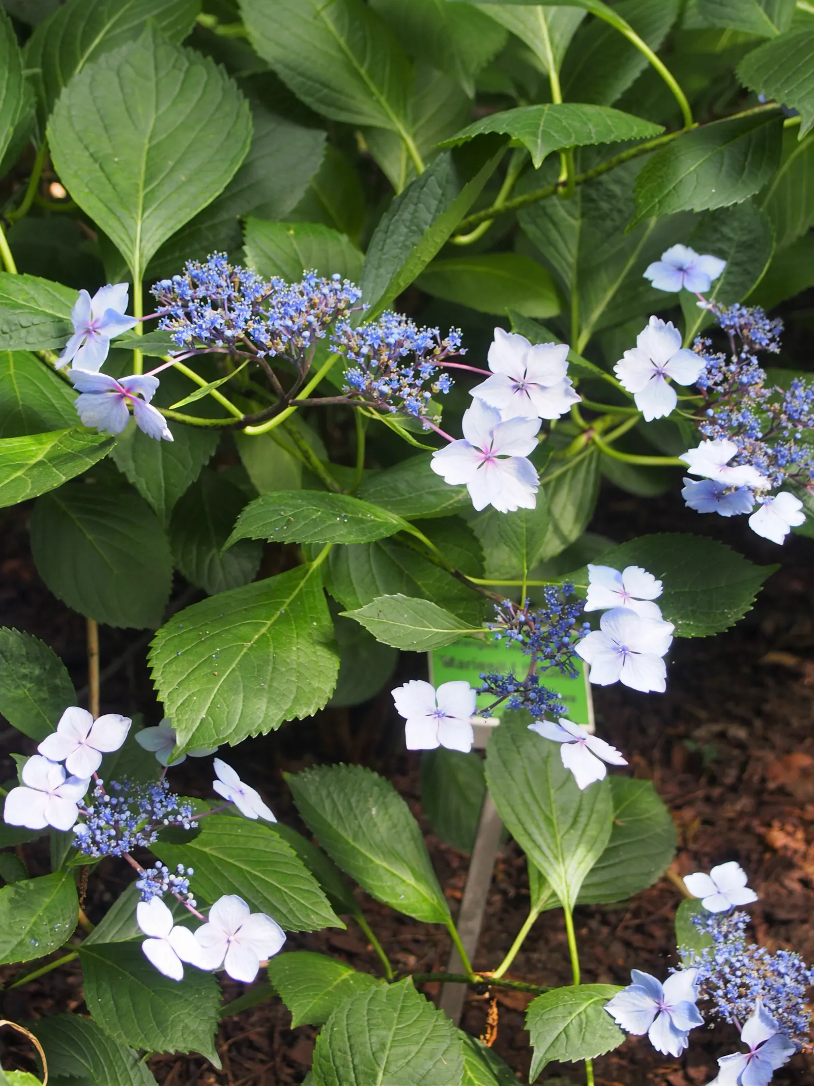 Lacecap Hydrangea (Hydrangea Macrophylla 'Lacecap') — making it an excellent choice for border plantings or as a focal specimen; flowering from early summer to