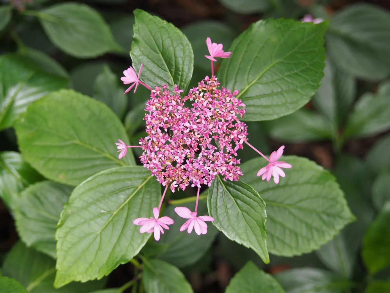 Lacecap Hydrangea (Hydrangea Macrophylla 'Lacecap') — fertile flowers surrounded by a ring of larger