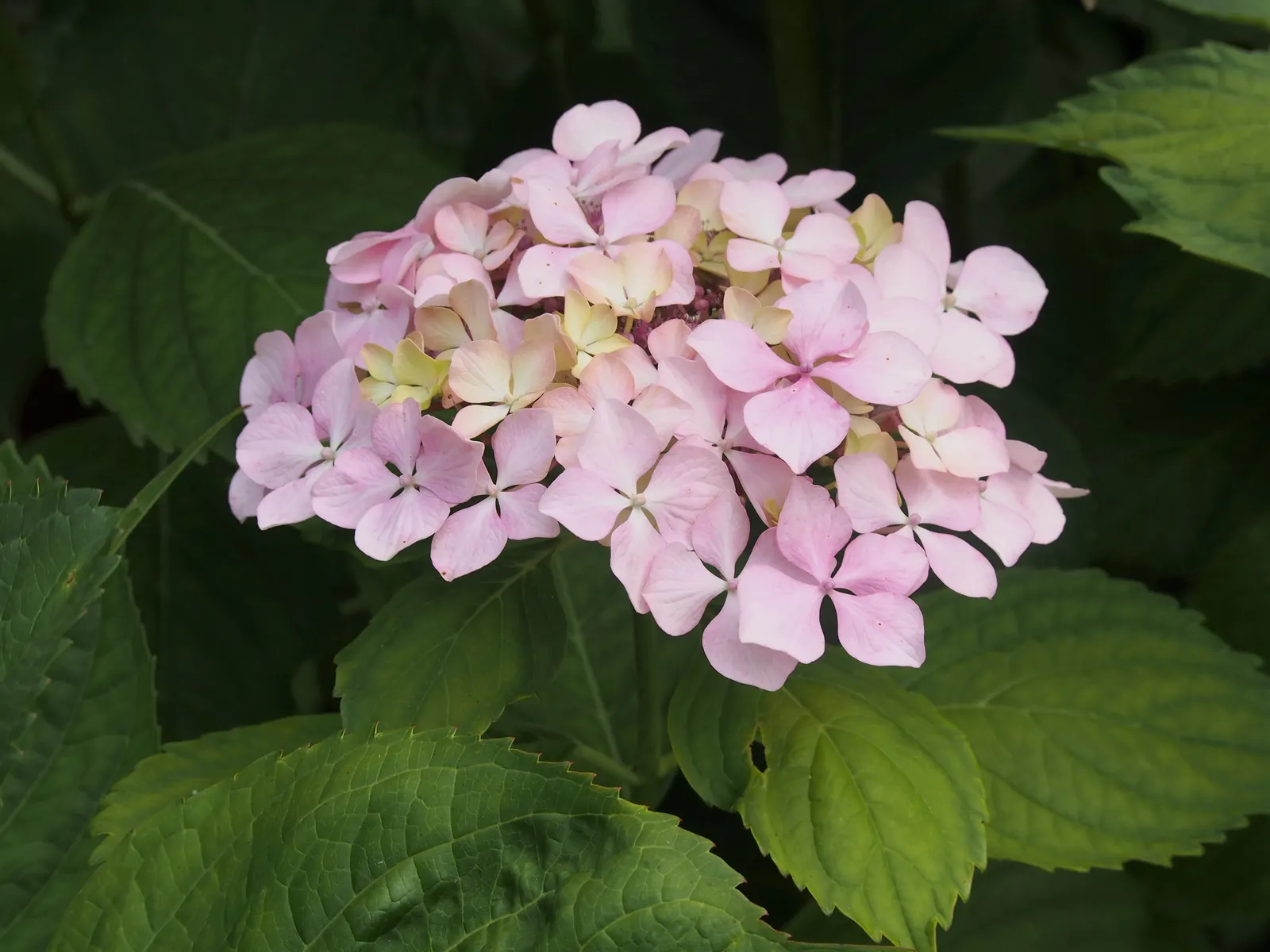 Lacecap Hydrangea (Hydrangea Macrophylla 'Lacecap') — ornamental sterile flowers