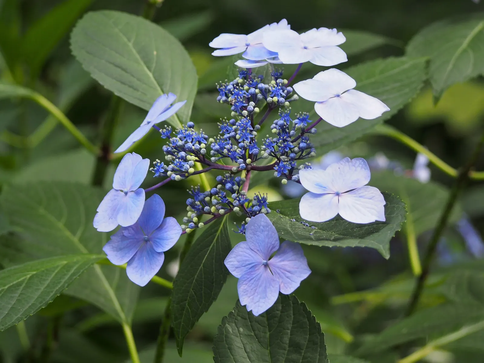 Lacecap Hydrangea (Hydrangea Macrophylla 'Lacecap') — The Lacecap Hydrangea (Hydrangea macrophylla 'Lacecap') is a captivating deciduous shrub; fertile flowers
