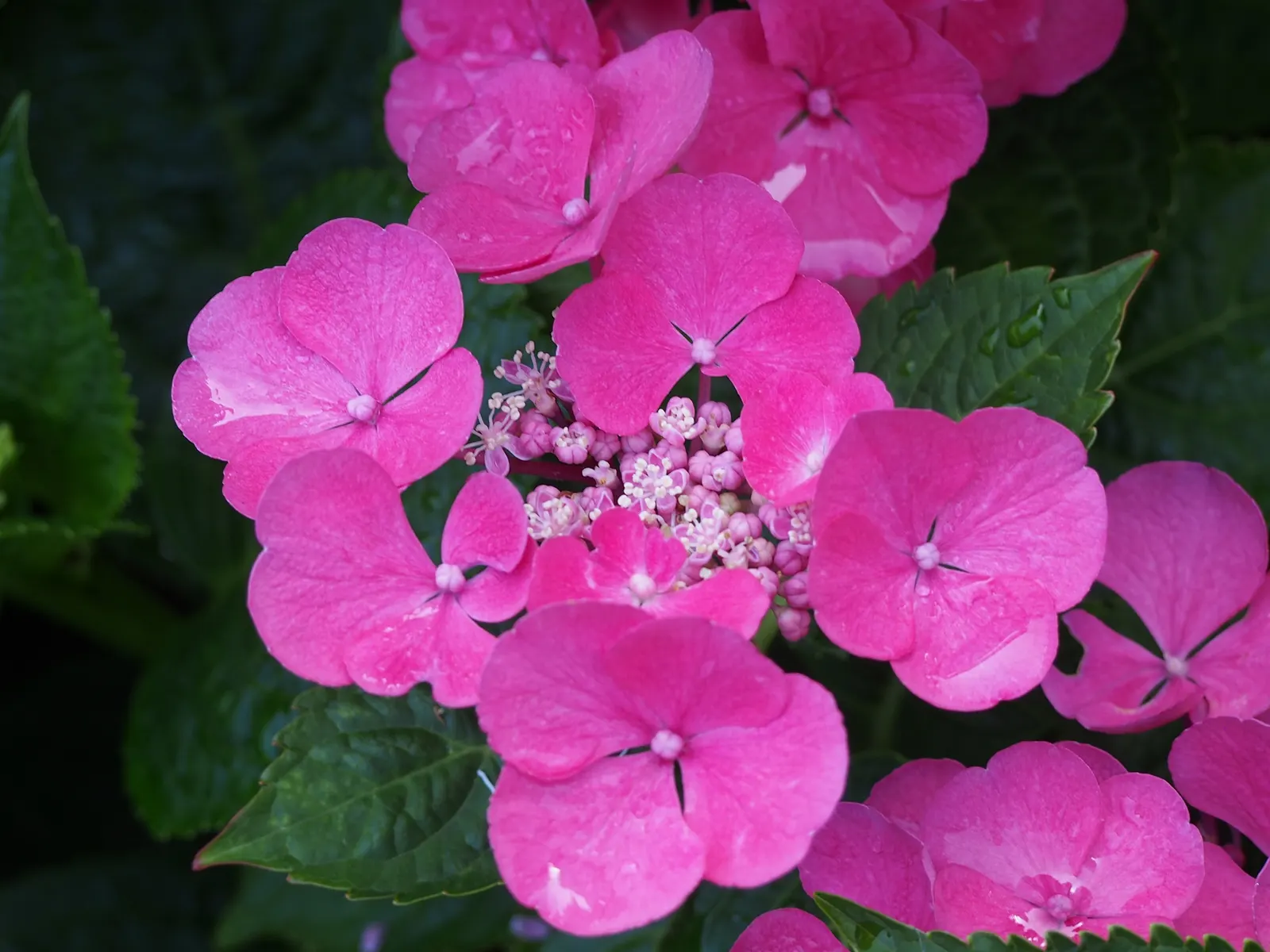 Lacecap Hydrangea (Hydrangea Macrophylla 'Lacecap') — fertile flowers surrounded by a ring of larger; delicate flower heads with a mix of tiny