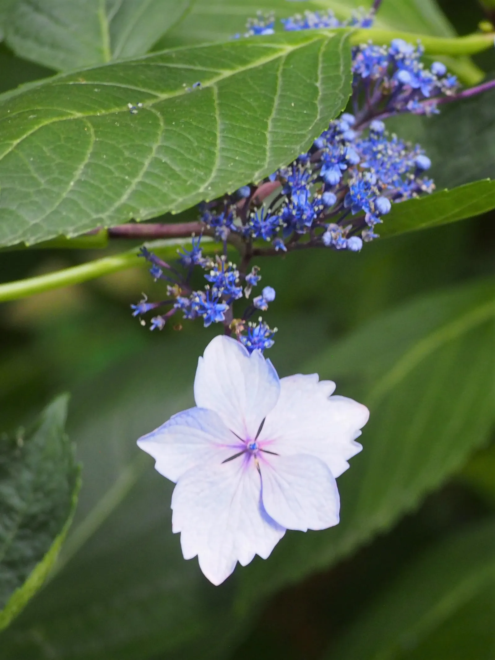 Lacecap Hydrangea (Hydrangea Macrophylla 'Lacecap') — shrub for half or shade; which can feature attractive autumnal colors