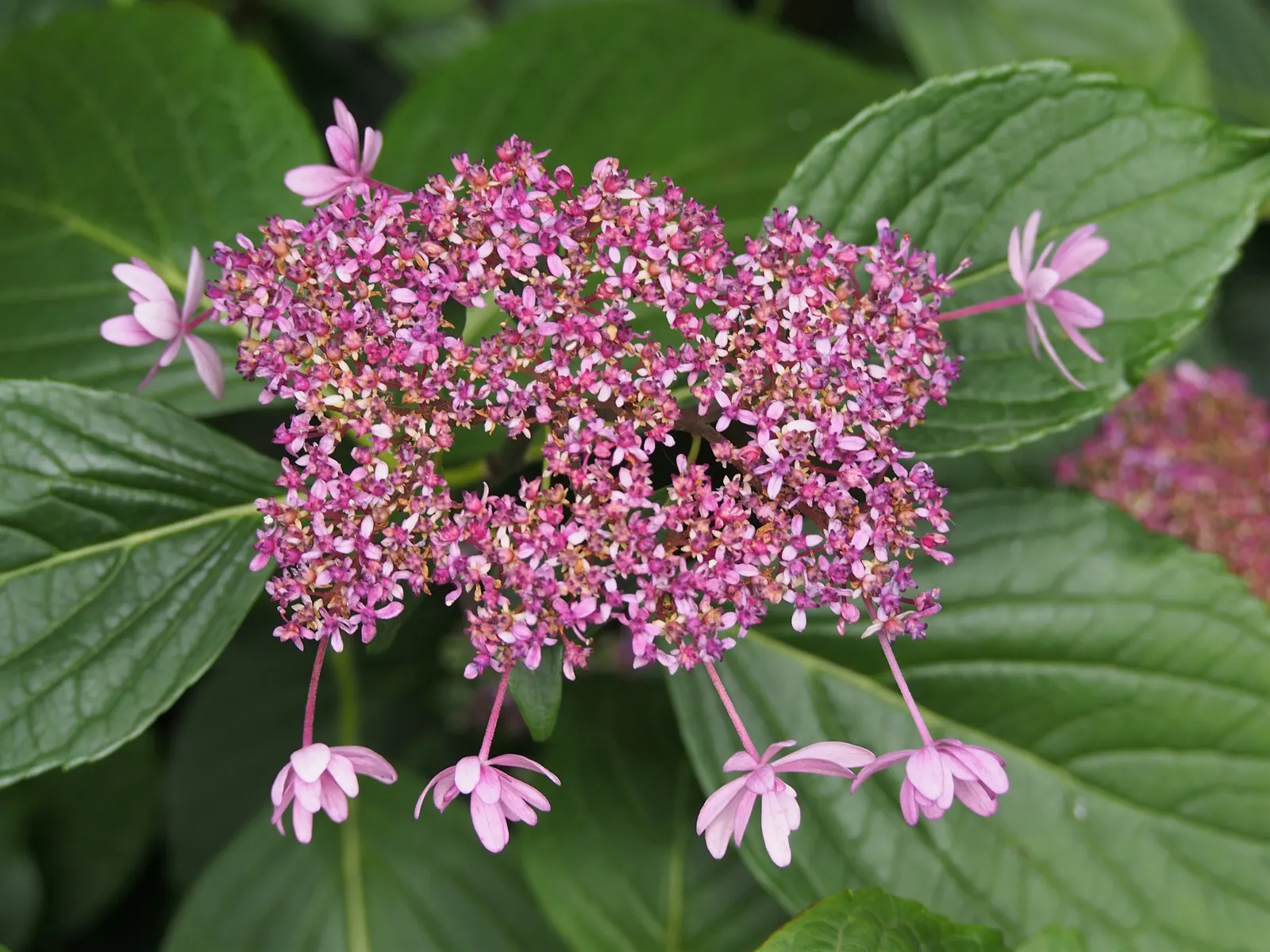 Lacecap Hydrangea (Hydrangea Macrophylla 'Lacecap') — Flowering from early summer to fall, it creates a cool, serene palette
