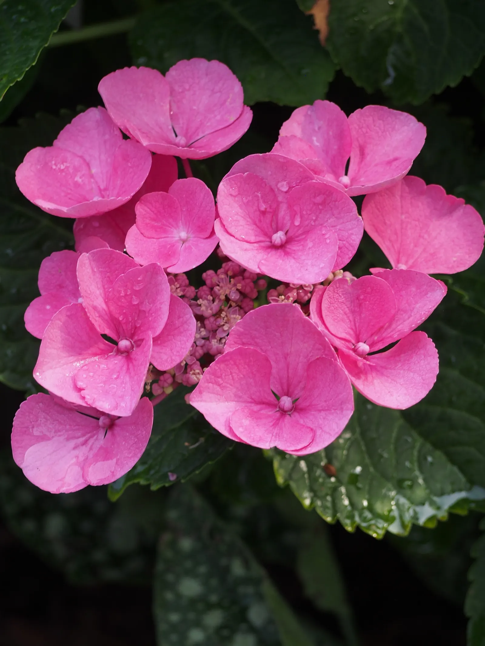 Lacecap Hydrangea (Hydrangea Macrophylla 'Lacecap') — reminiscent of a lace pattern - hence the name Lacecap; blue and pink flowers in the garden