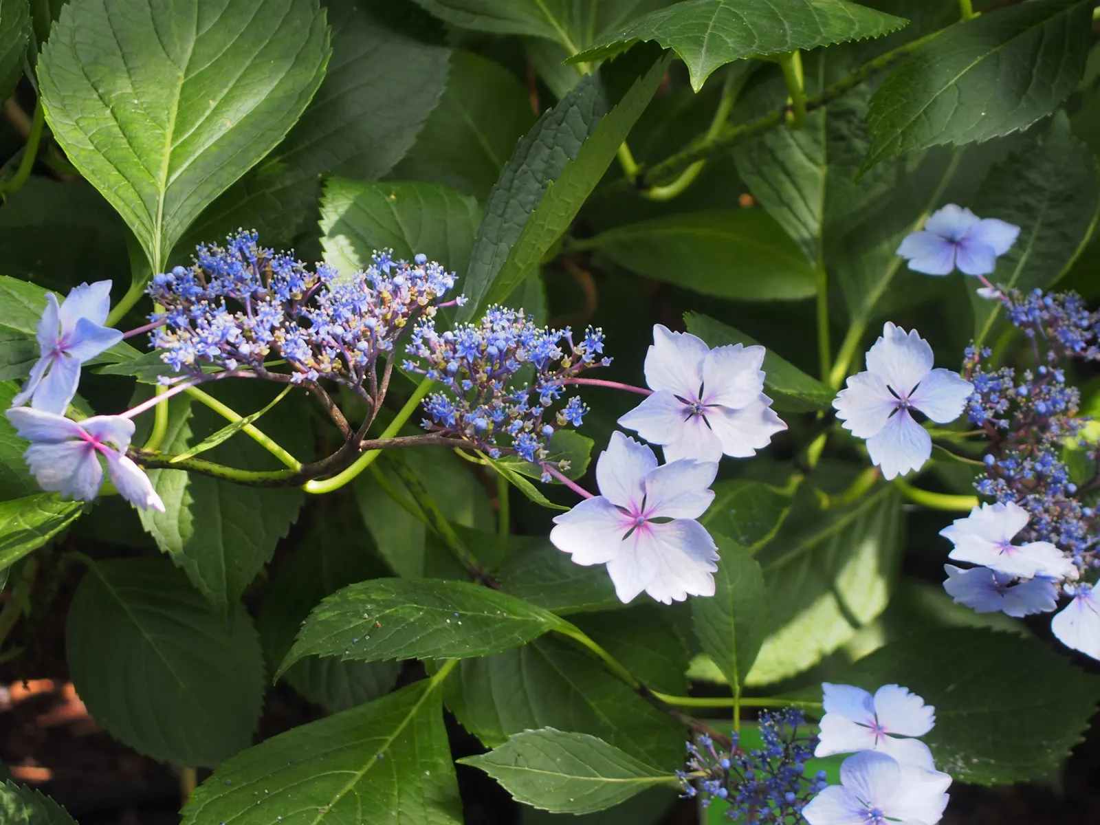Lacecap Hydrangea (Hydrangea Macrophylla 'Lacecap') — provided they receive adequate moisture
