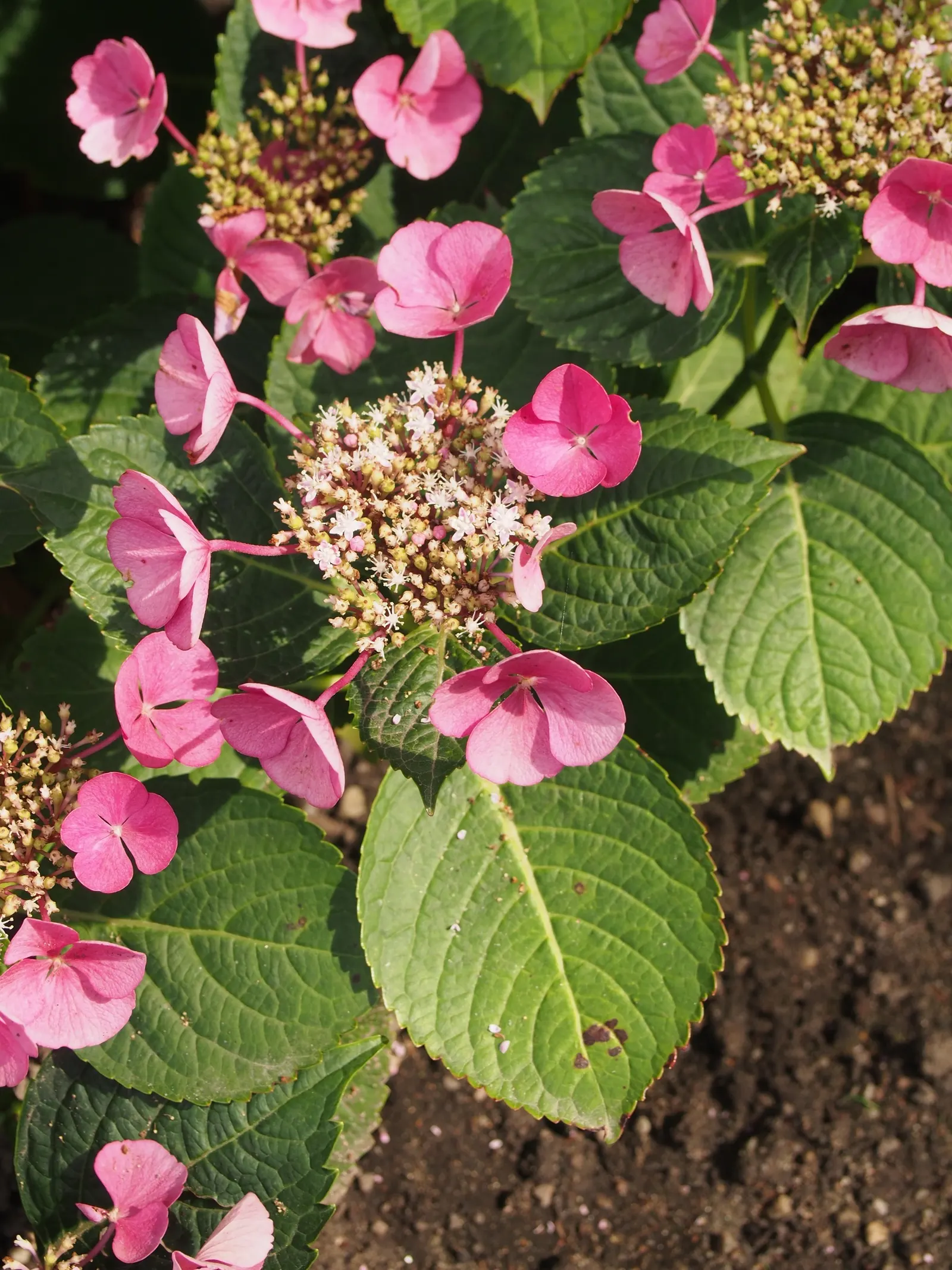 Lacecap Hydrangea (Hydrangea Macrophylla 'Lacecap') — The Lacecap Hydrangea (Hydrangea macrophylla 'Lacecap') is a captivating deciduous shrub, image 39