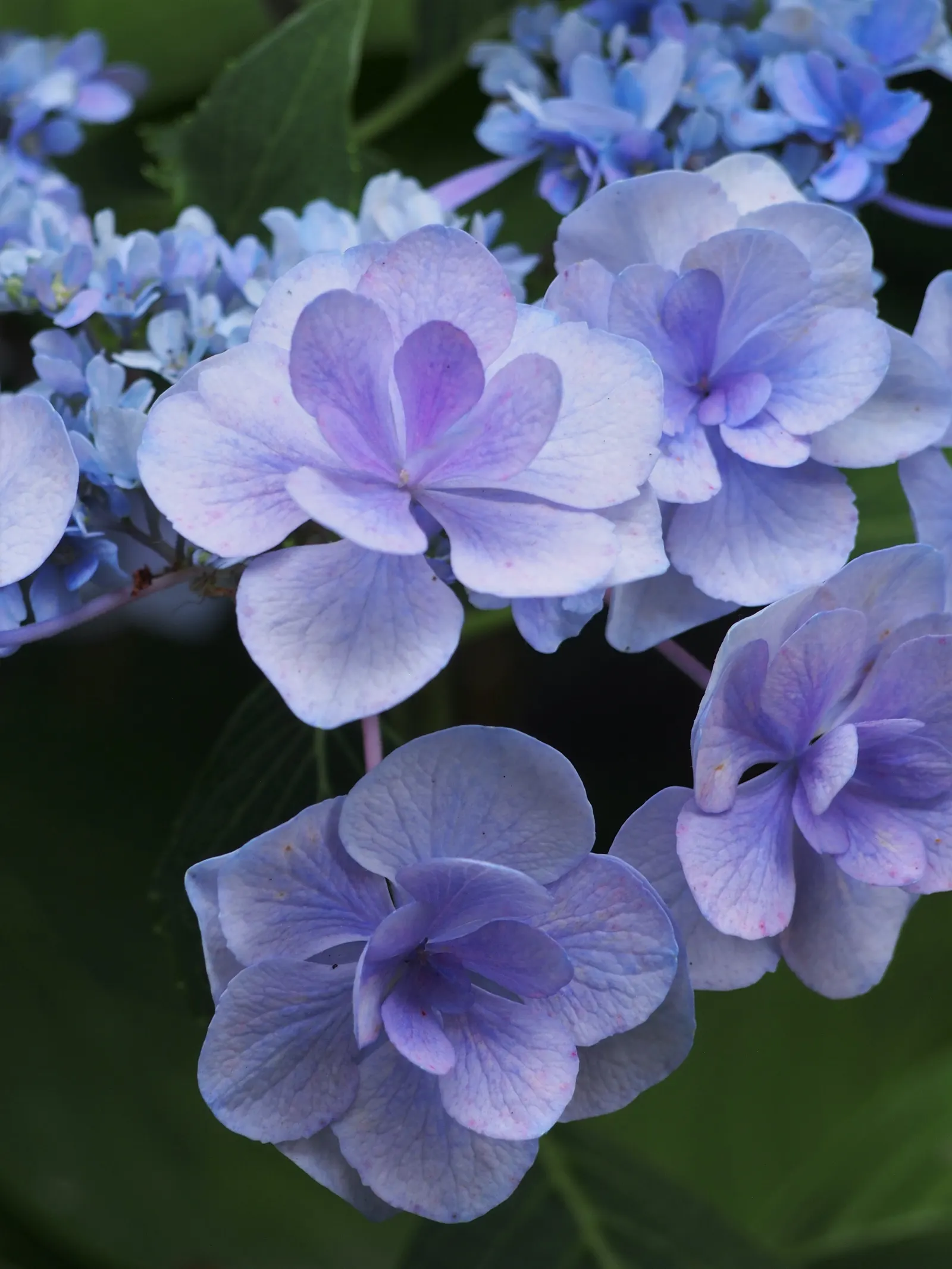 Lacecap Hydrangea (Hydrangea Macrophylla 'Lacecap') — reminiscent of a lace pattern - hence the name Lacecap