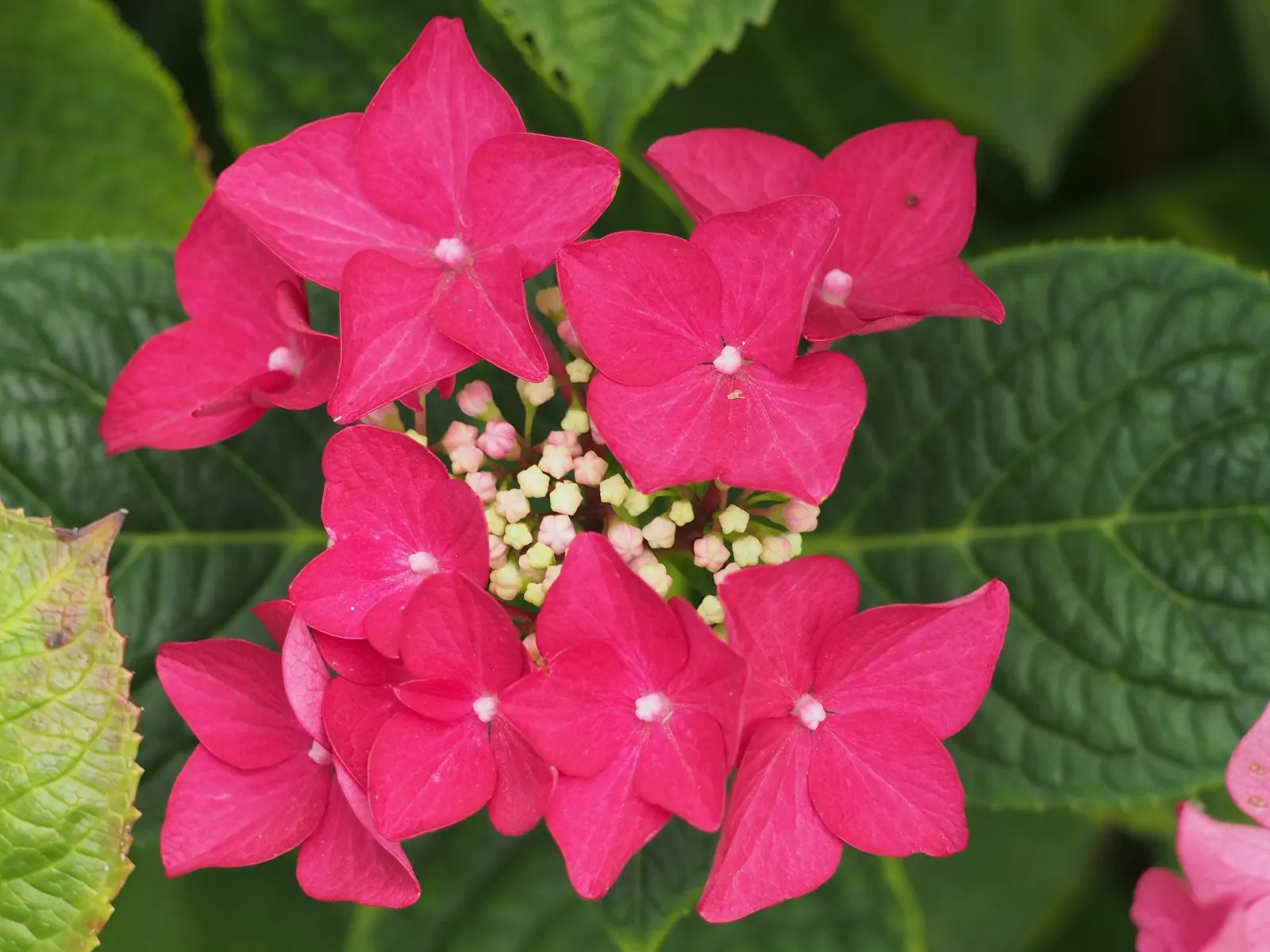 Lacecap Hydrangea (Hydrangea Macrophylla 'Lacecap') — flourishing in partial shade