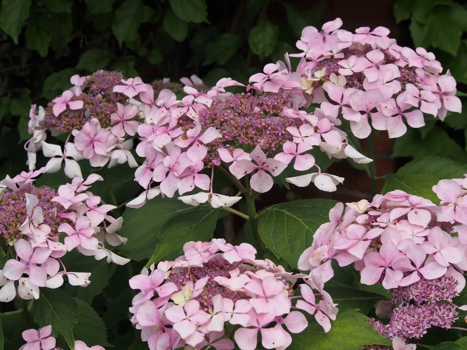 Lacecap Hydrangea (Hydrangea Macrophylla 'Lacecap') — which can feature attractive autumnal colors; provided they receive adequate moisture