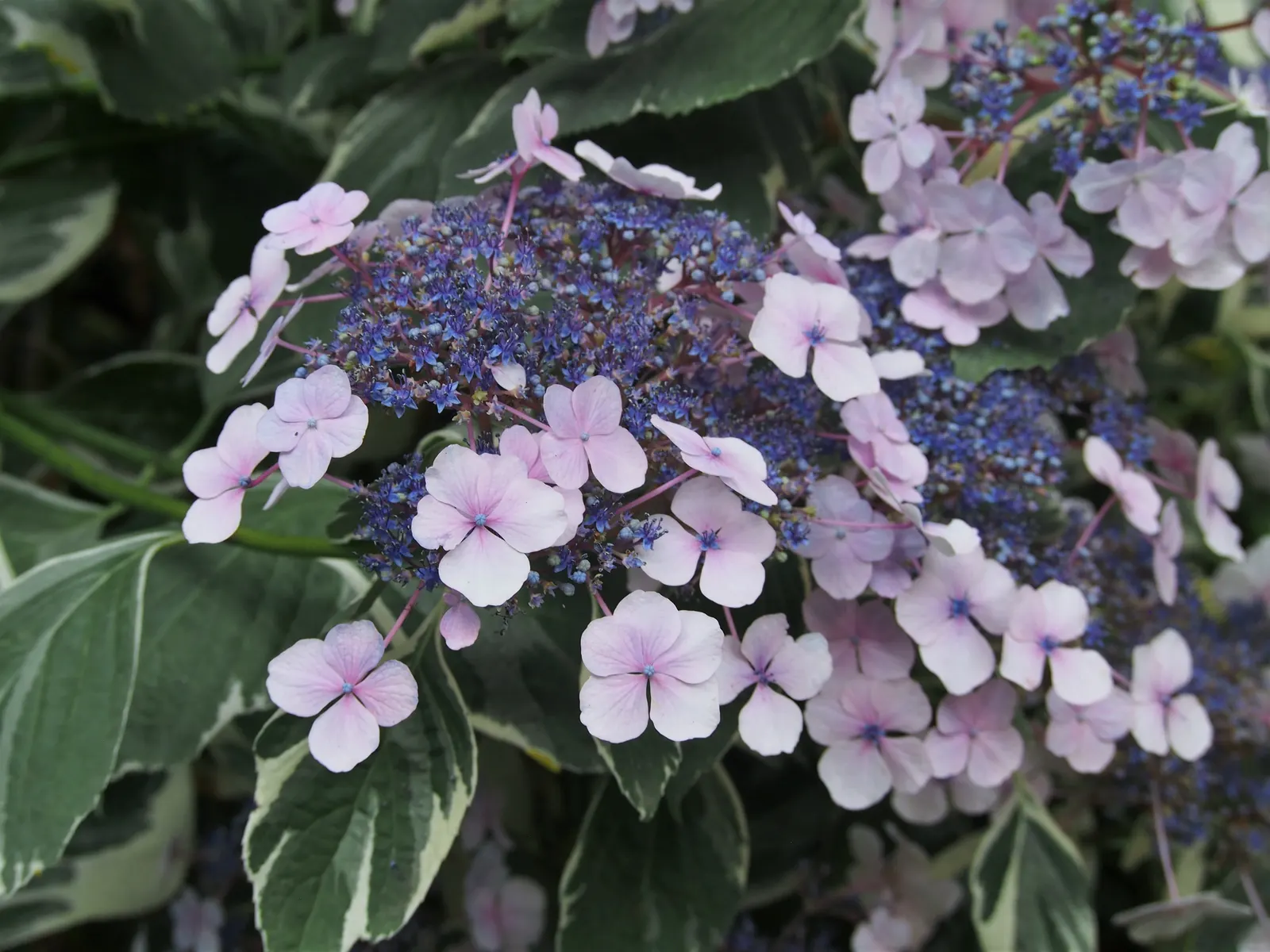 Lacecap Hydrangea (Hydrangea Macrophylla 'Lacecap') — Lacecap hydrangeas prefer partial shade but can tolerate full sun in cooler climates