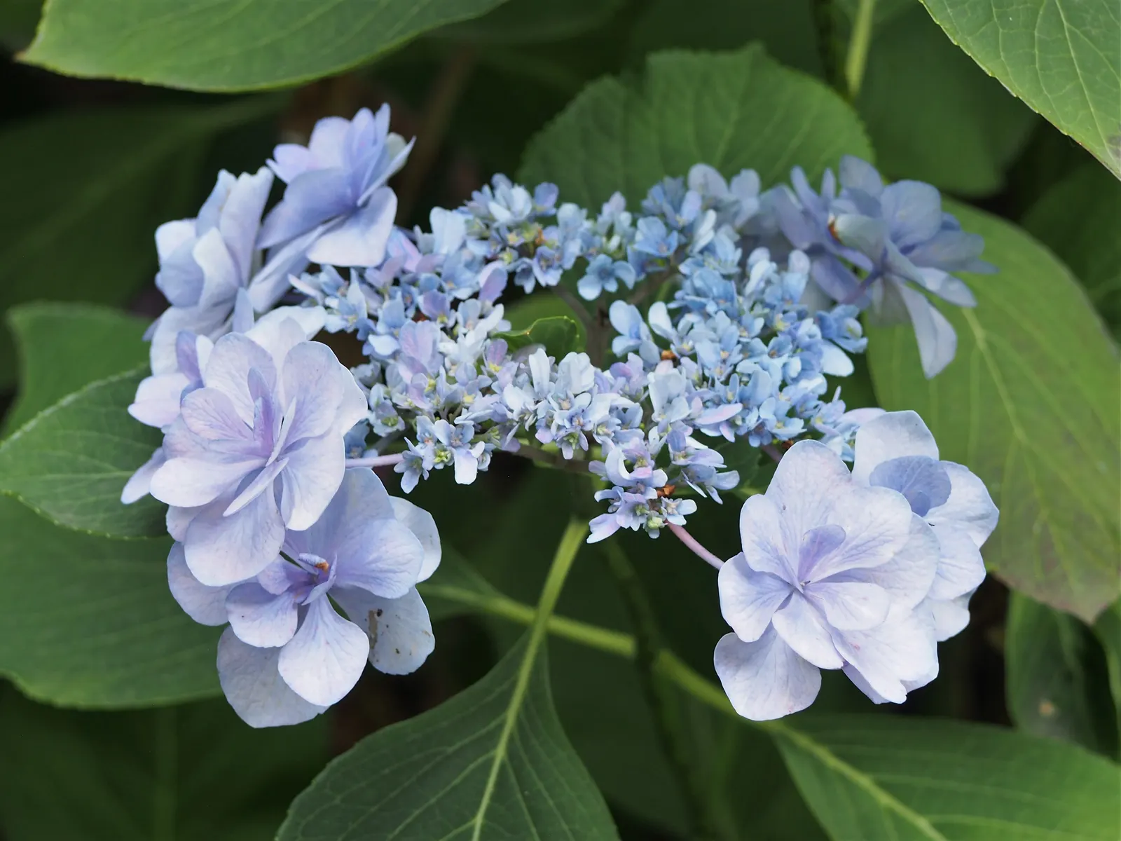Lacecap Hydrangea (Hydrangea Macrophylla 'Lacecap') — The Lacecap Hydrangea (Hydrangea macrophylla 'Lacecap') is a captivating deciduous shrub