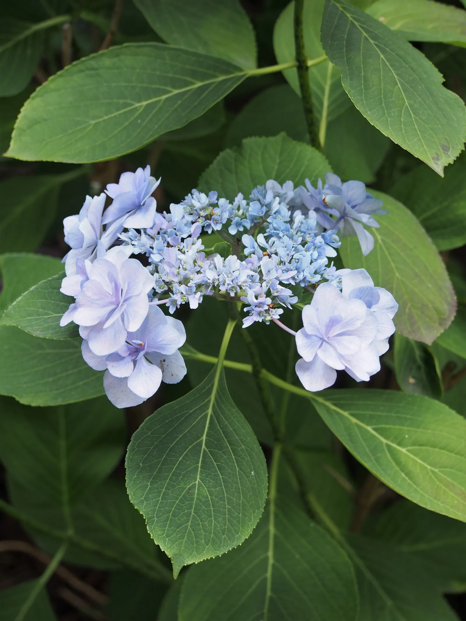 Lacecap Hydrangea (Hydrangea Macrophylla 'Lacecap') — blue and pink flowers in the garden; flourishing in partial shade