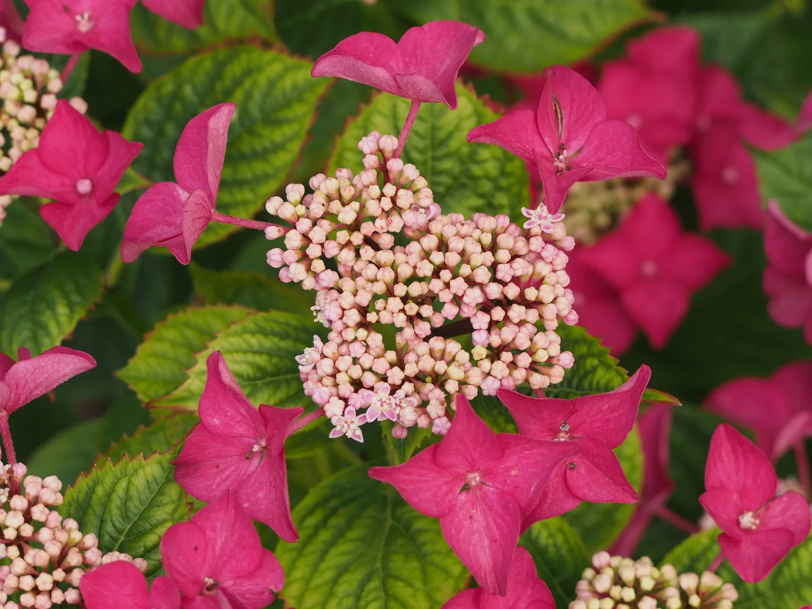 Lacecap Hydrangea (Hydrangea Macrophylla 'Lacecap') — These shrubs reach up to 6 feet in height and width and thrive in well-drained
