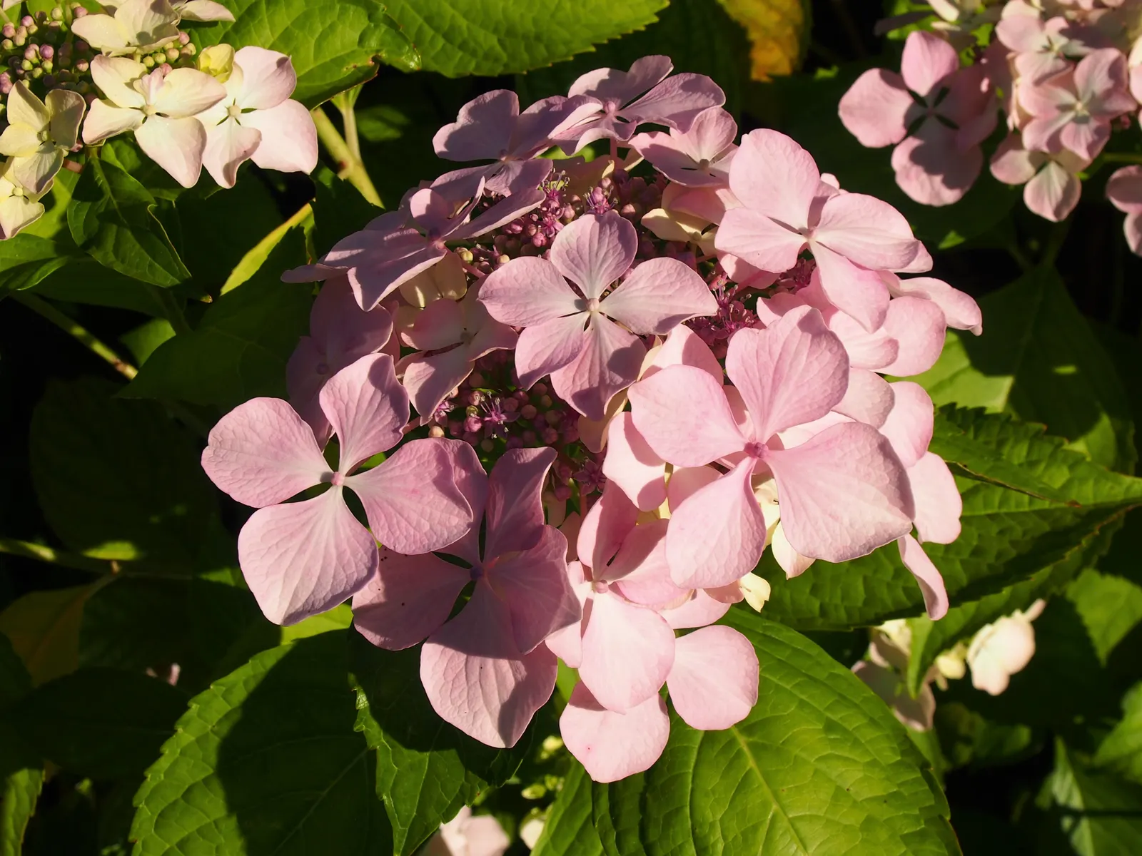 Lacecap Hydrangea (Hydrangea Macrophylla 'Lacecap') — which offer a softer and more subtle allure than the more common mophead hydrangeas; lacecap, image 46