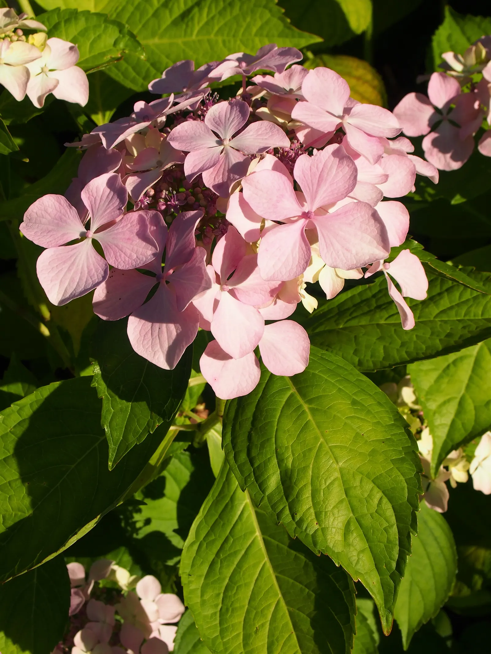 Lacecap Hydrangea (Hydrangea Macrophylla 'Lacecap') — which offer a softer and more subtle allure than the more common mophead hydrangeas; lacecap hydrangeas