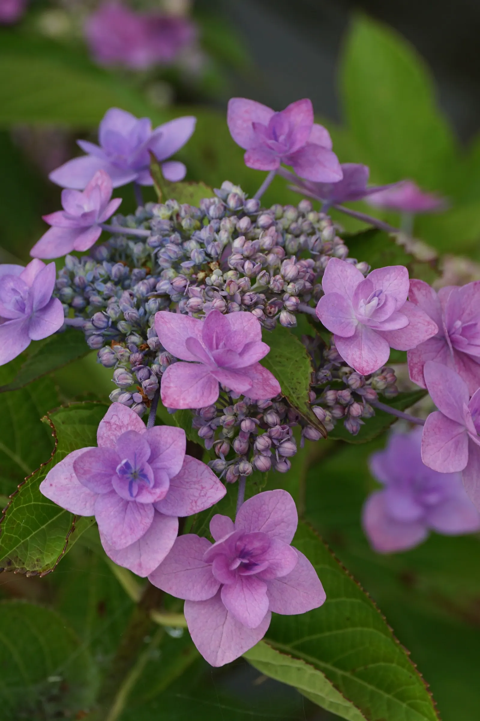 Lacecap Hydrangea (Hydrangea Macrophylla 'Lacecap') — These shrubs reach up to 6 feet in height and width and thrive in well-drained; the Lacecap Hydrangea