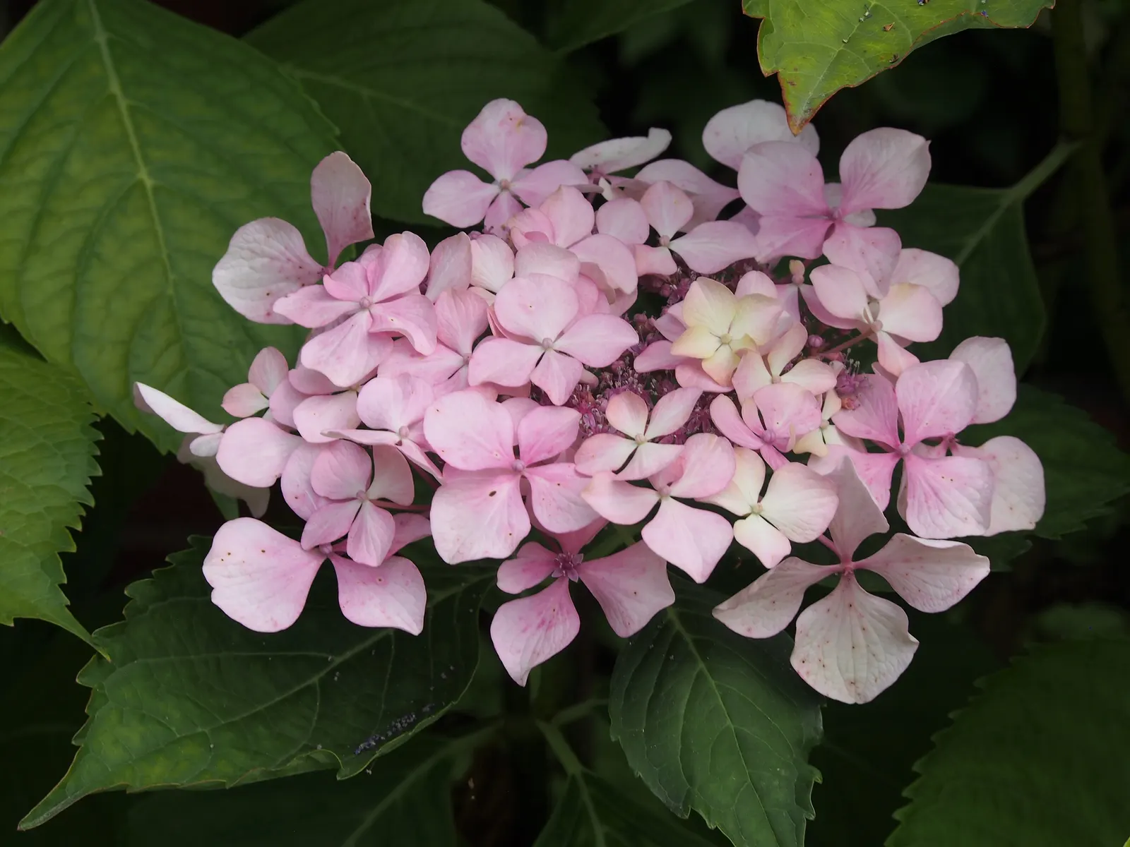 Lacecap Hydrangea (Hydrangea Macrophylla 'Lacecap') — which offer a softer and more subtle allure than the more common mophead hydrangeas