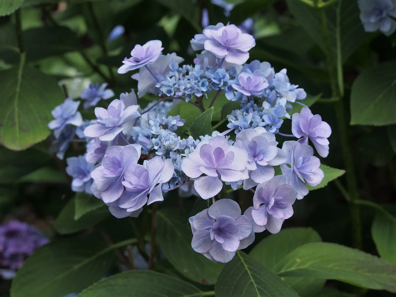 Lacecap Hydrangea (Hydrangea Macrophylla 'Lacecap') — Flowering from early summer to fall, it creates a cool, serene palette; lacecap hydrangeas, image 43