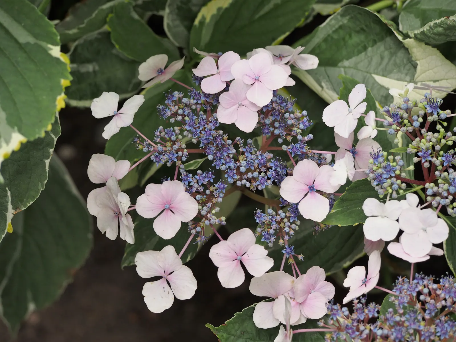 Lacecap Hydrangea (Hydrangea Macrophylla 'Lacecap') — moist soil with a pH that determines bloom color; which offer a softer and more subtle allure, image 45