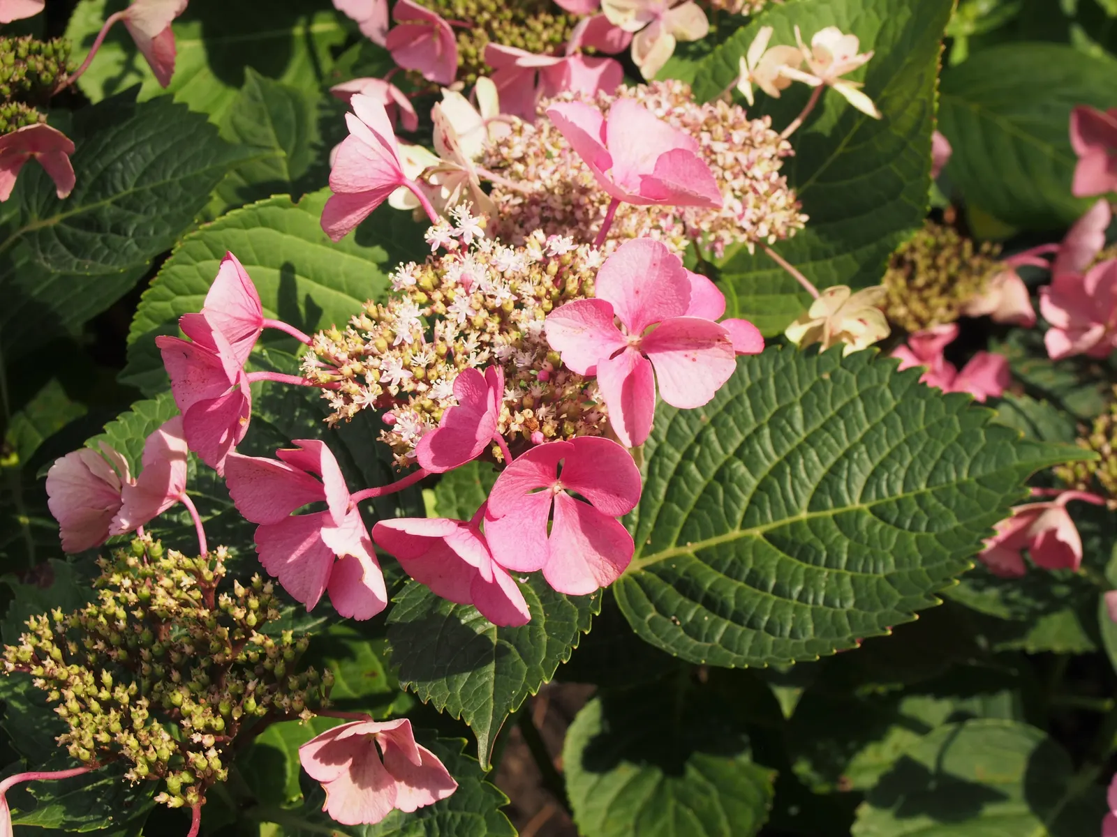 Lacecap Hydrangea (Hydrangea Macrophylla 'Lacecap') — flourishing in partial shade; reminiscent of a lace pattern - hence the name Lacecap