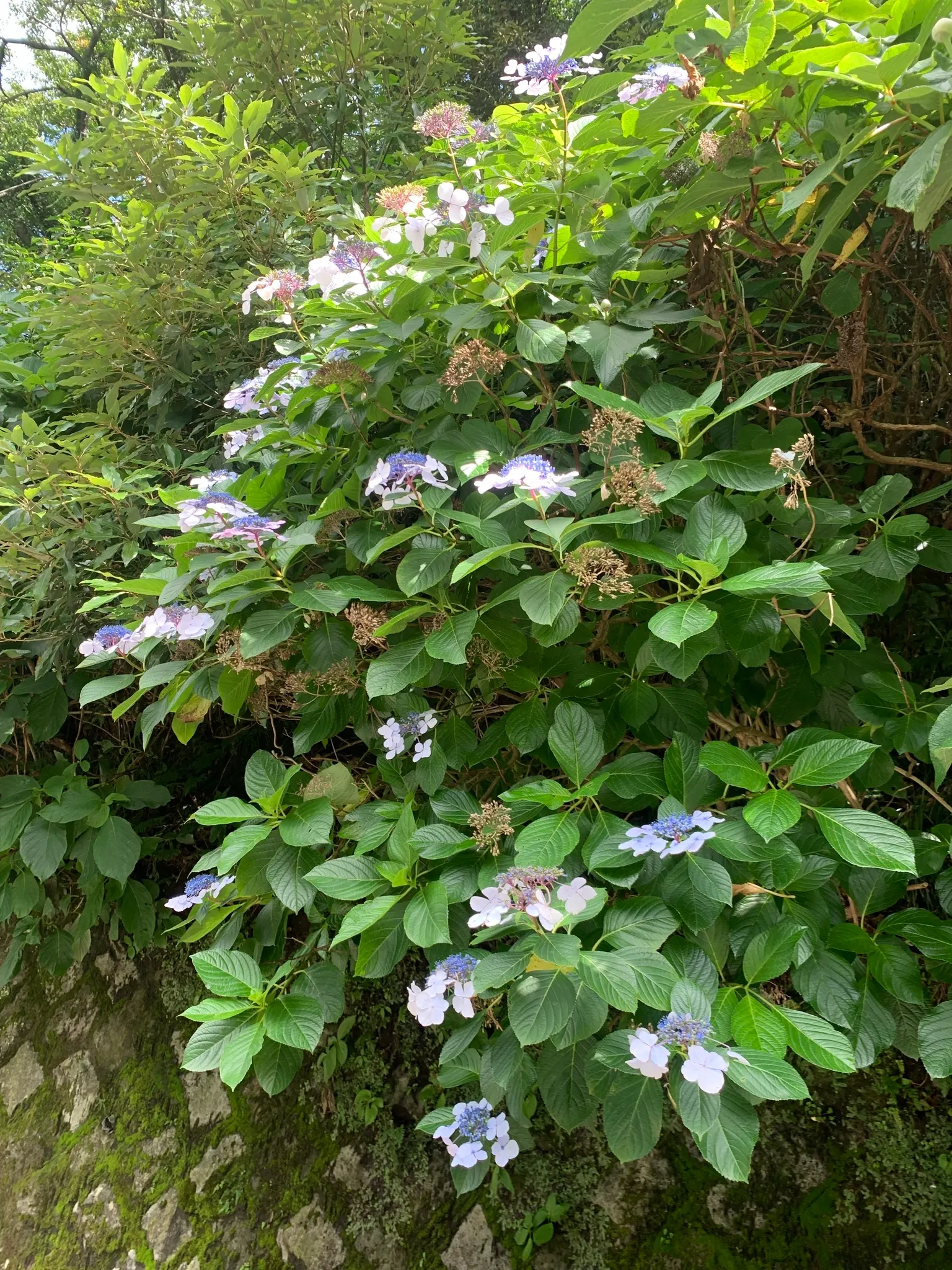 Lacecap Hydrangea (Hydrangea Macrophylla 'Lacecap') — These shrubs reach up to 6 feet in height and width and thrive in well-drained; the Lacecap, image 44
