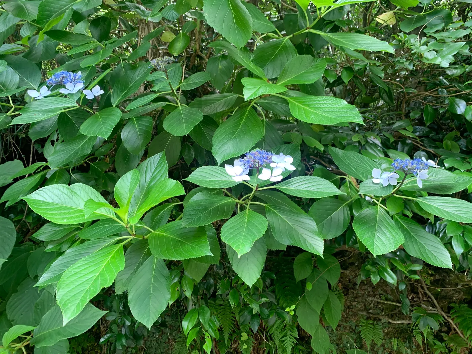 Lacecap Hydrangea (Hydrangea Macrophylla 'Lacecap') — shrub with blue and pink blooms; fertile flowers surrounded by a ring of larger