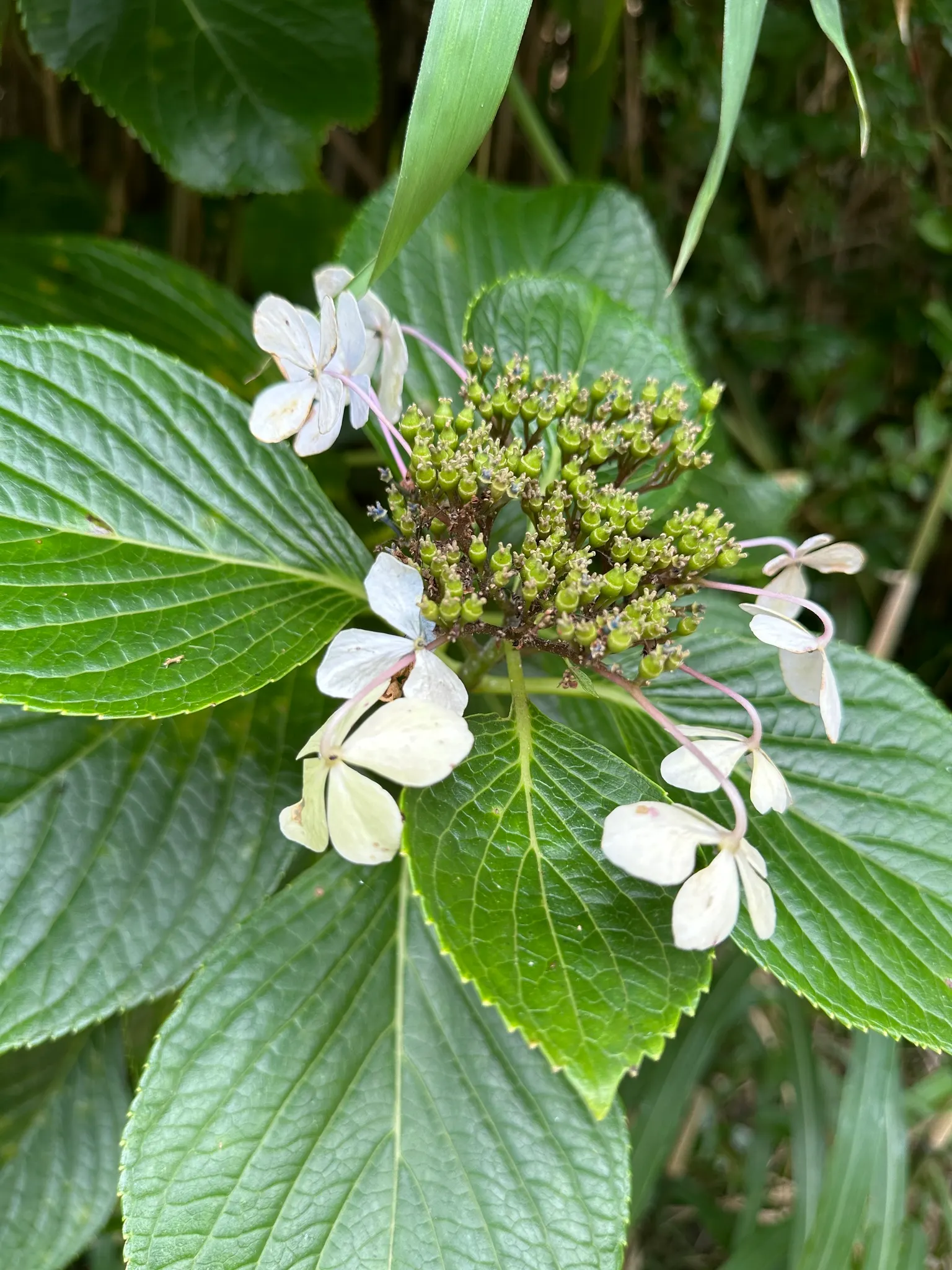 Lacecap Hydrangea (Hydrangea Macrophylla 'Lacecap') — making it an excellent choice for border plantings or as a focal specimen