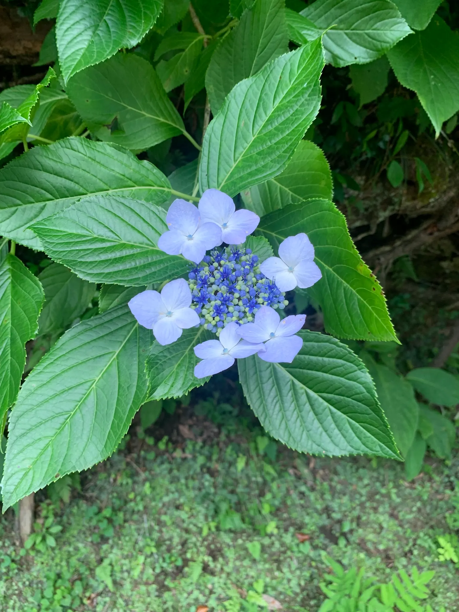 Lacecap Hydrangea (Hydrangea Macrophylla 'Lacecap') — flourishing in partial shade; reminiscent of a lace pattern - hence the name Lacecap, image 40