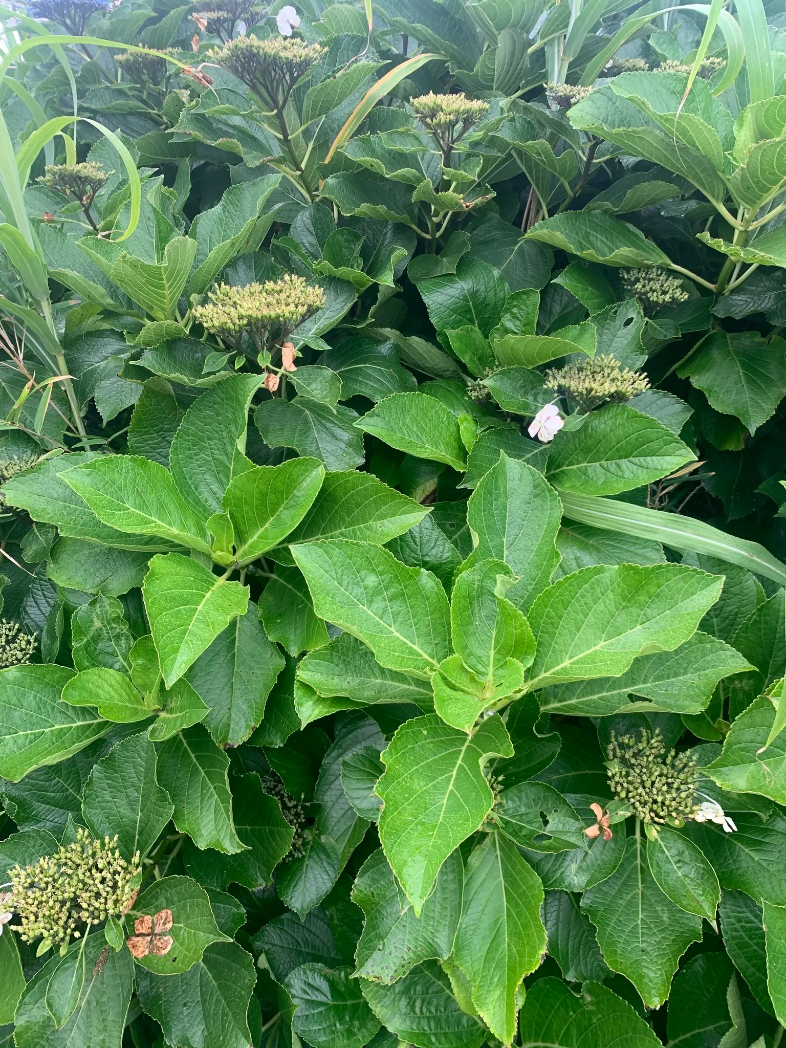 Lacecap Hydrangea (Hydrangea Macrophylla 'Lacecap') — fertile flowers surrounded by larger