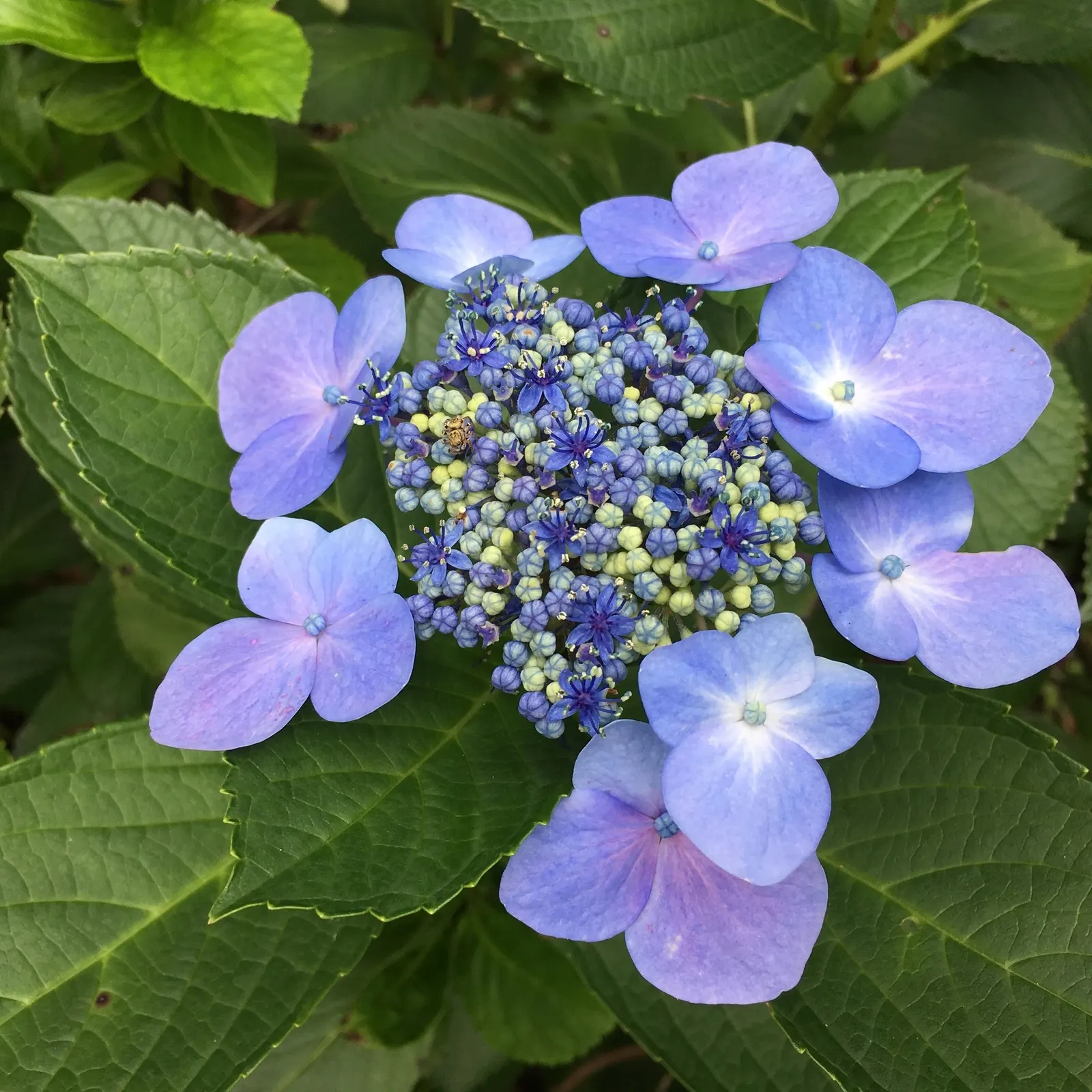 Lacecap Hydrangea (Hydrangea Macrophylla 'Lacecap') — blue and pink flowers in the garden
