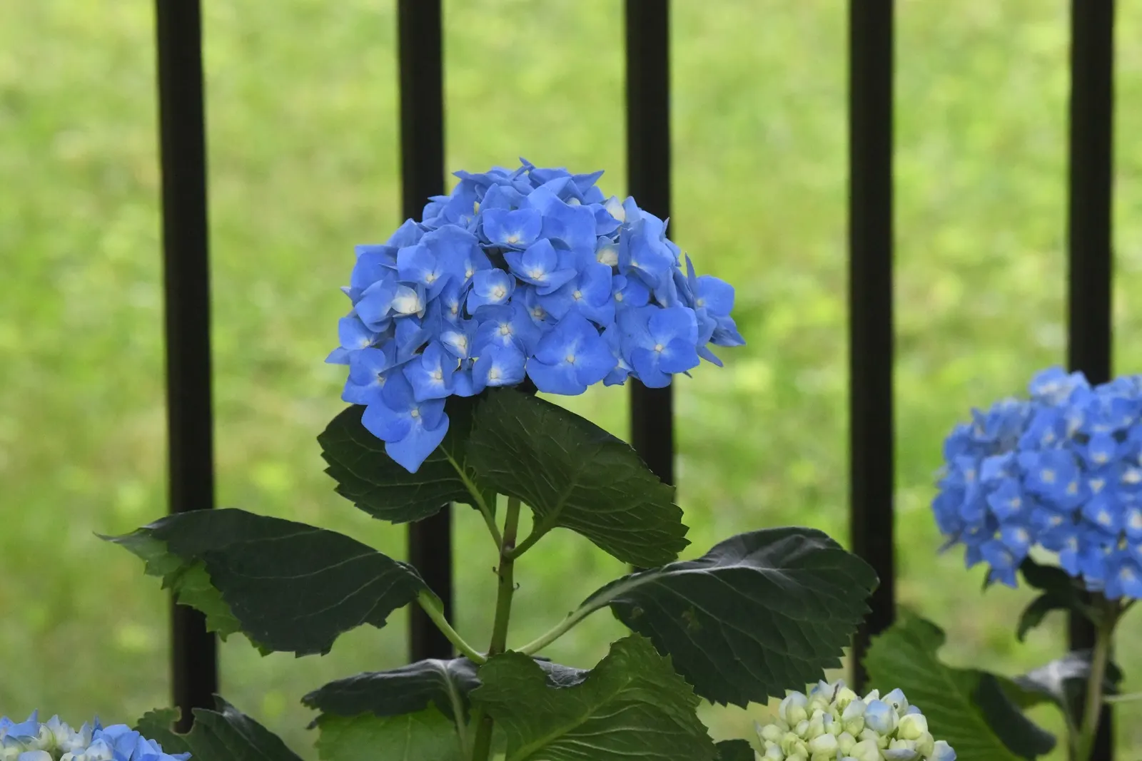 Lacecap Hydrangea (Hydrangea Macrophylla 'Lacecap') — fertile flowers surrounded by larger; these shrubs reach up to 6 feet in height and width and thrive in