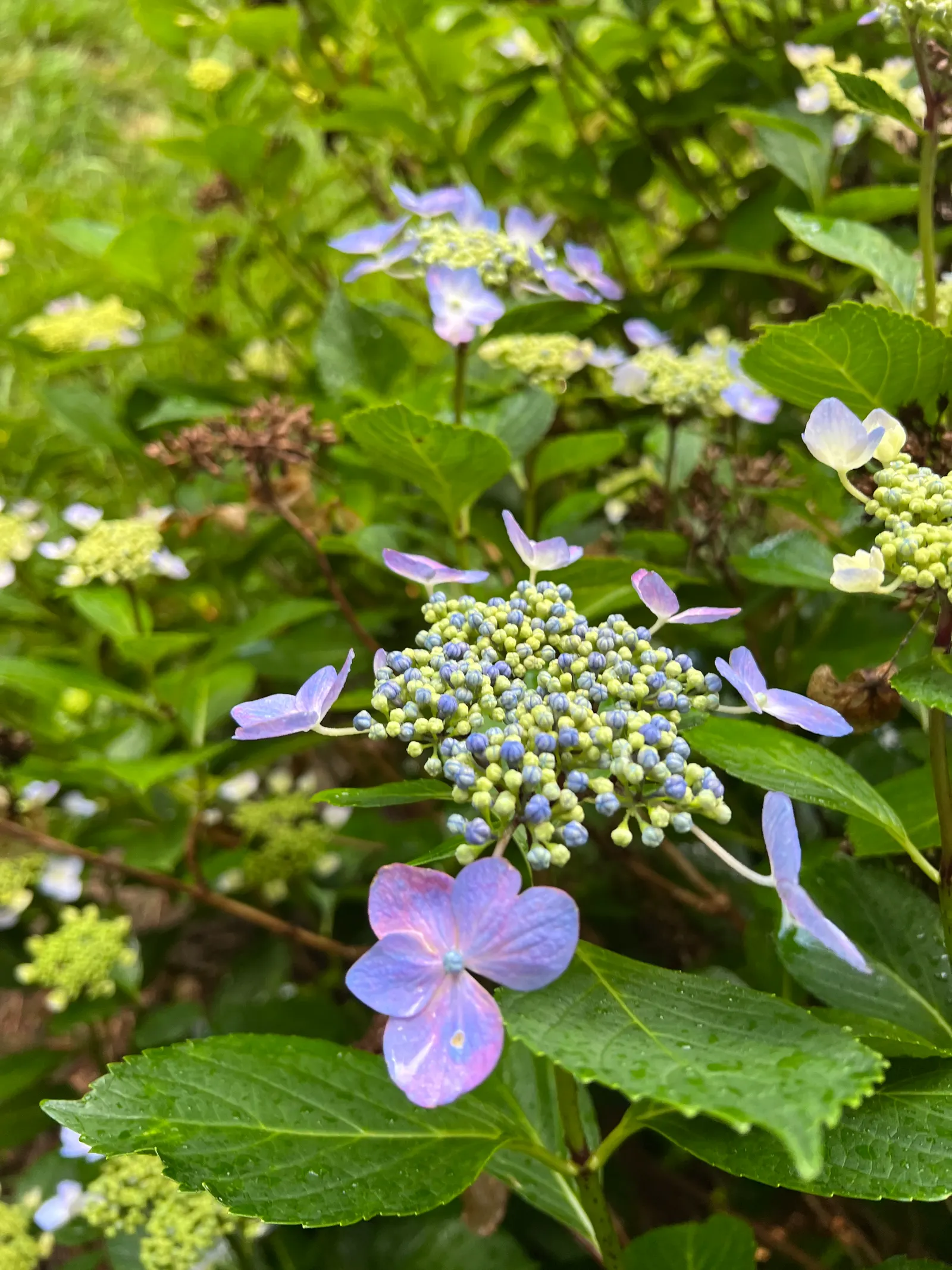 Lacecap Hydrangea (Hydrangea Macrophylla 'Lacecap') — ornamental sterile flowers, image 29