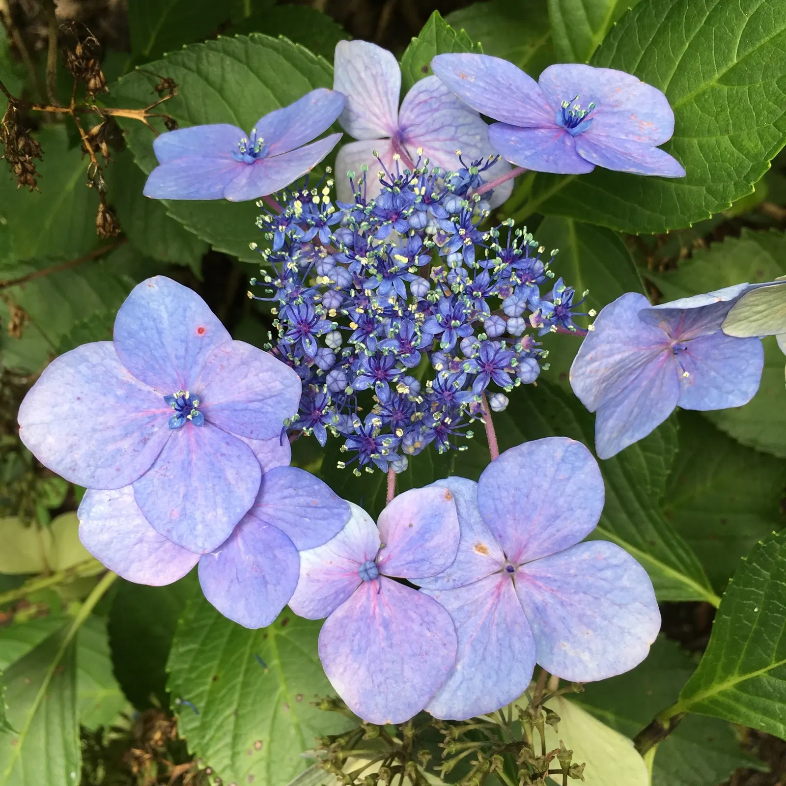 Lacecap Hydrangea (Hydrangea Macrophylla 'Lacecap') — shrub with blue and pink blooms