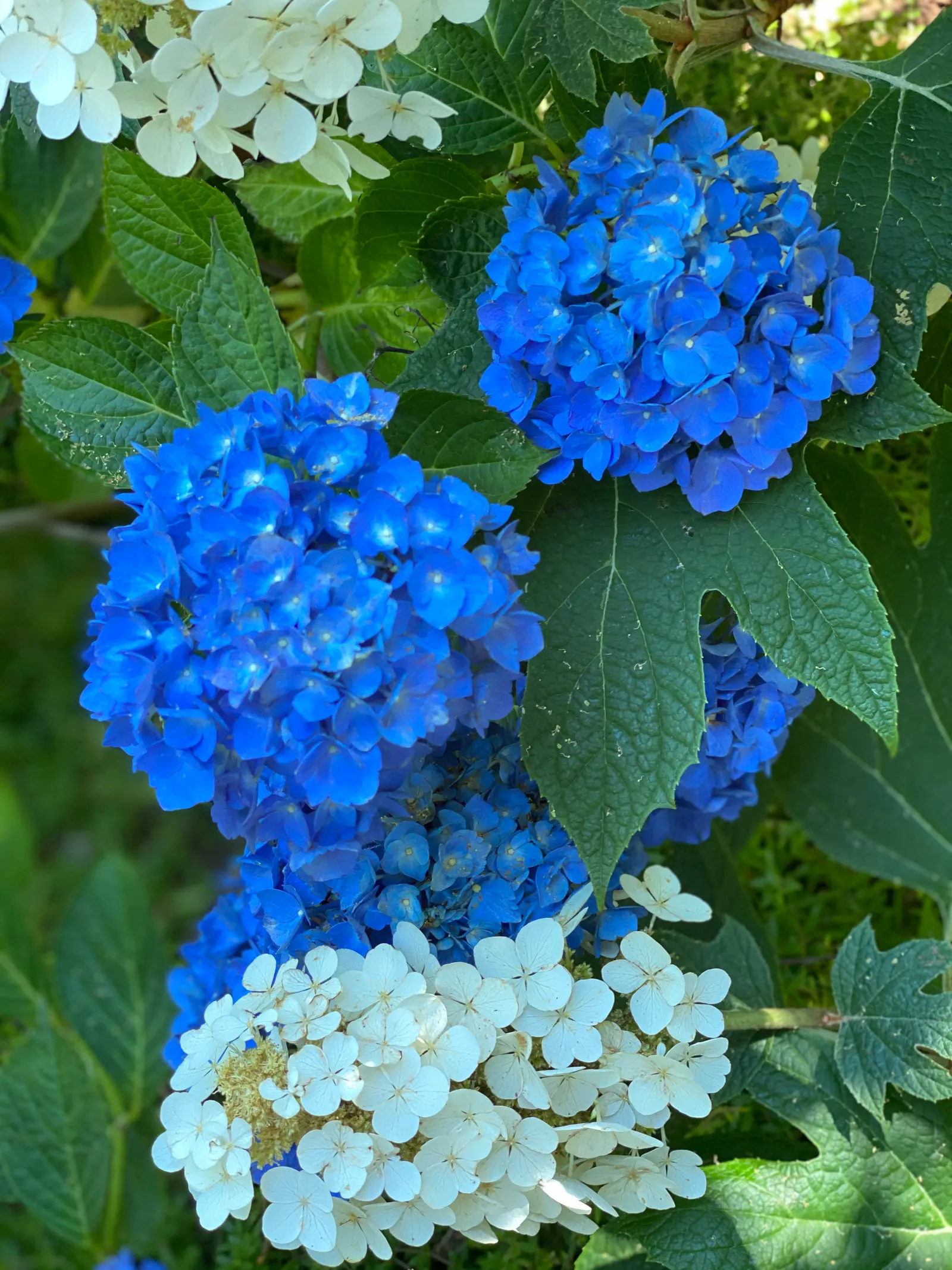 Lacecap Hydrangea (Hydrangea Macrophylla 'Lacecap') — delicate flower heads with a mix of tiny; shrub with blue and pink blooms